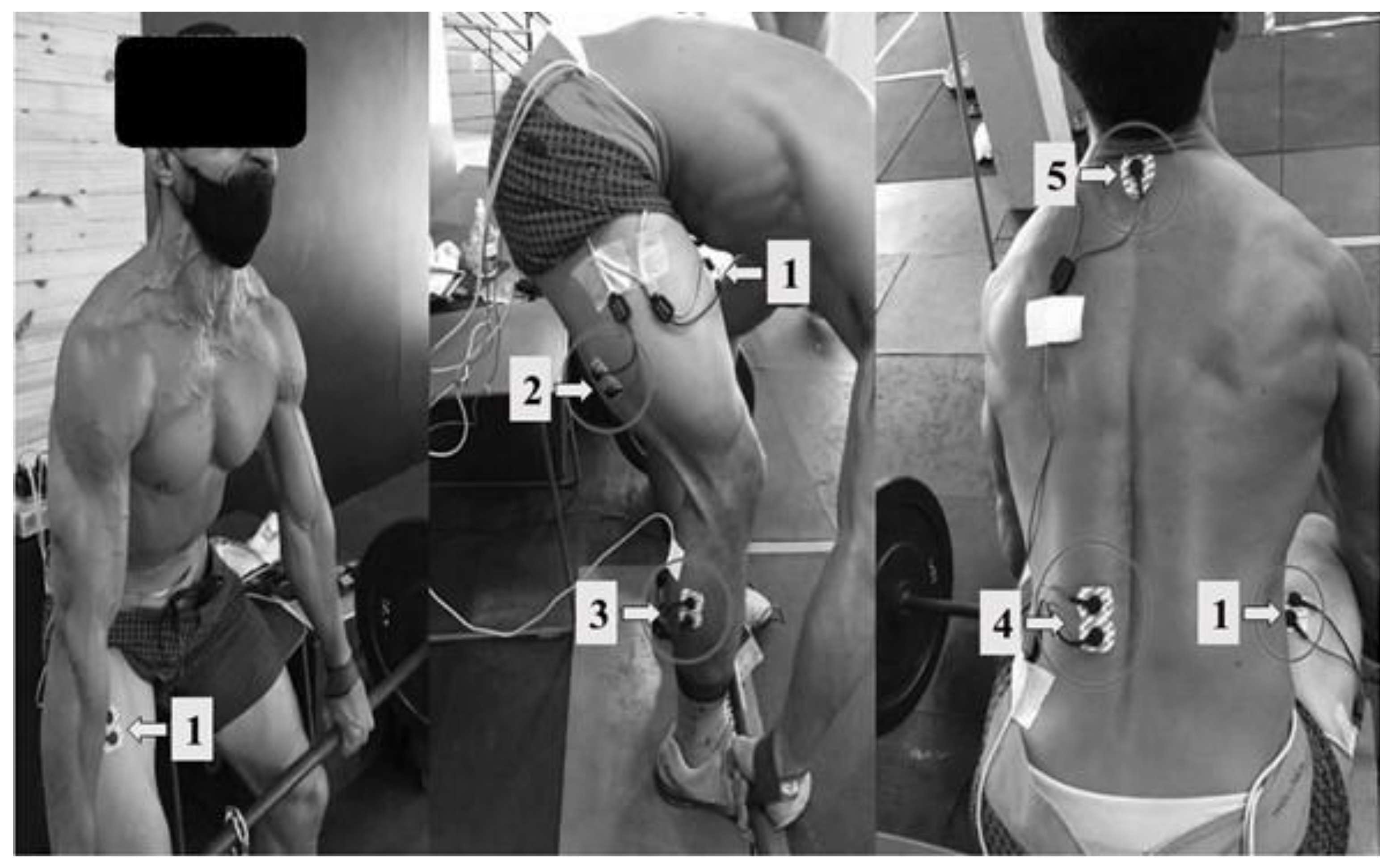 Muscles 02 00016 g004