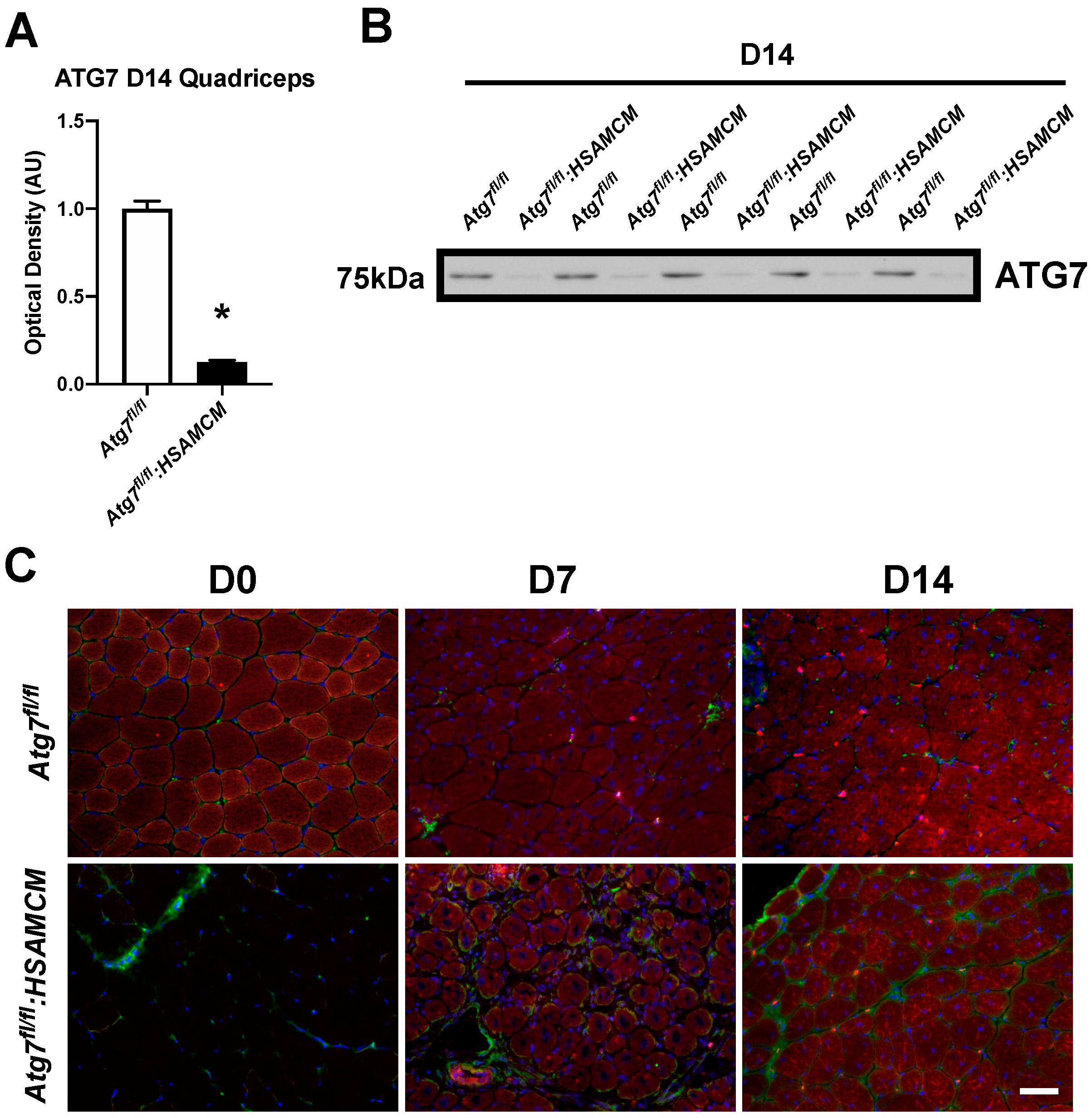 Muscles 02 00023 g003