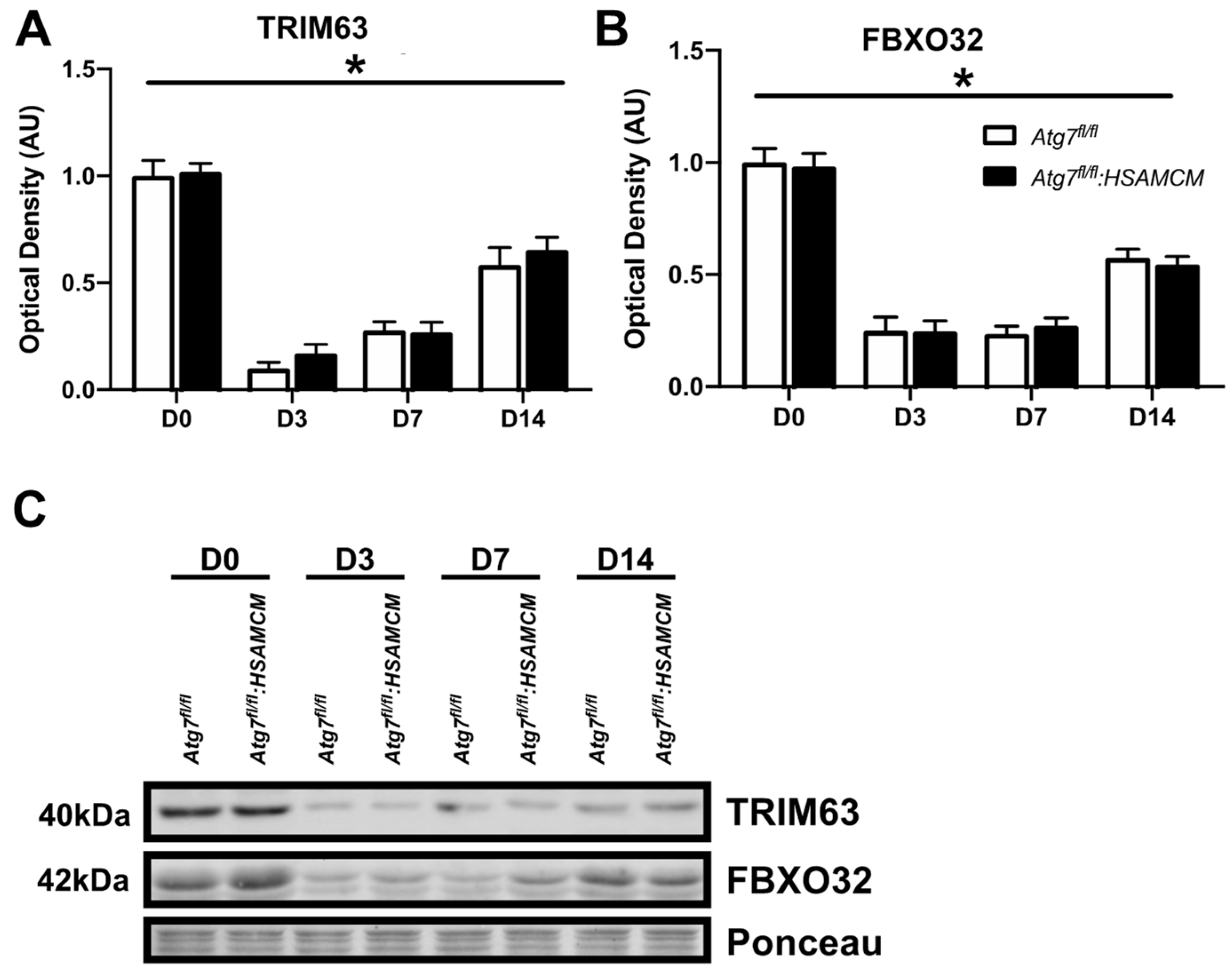 Muscles 02 00023 g006