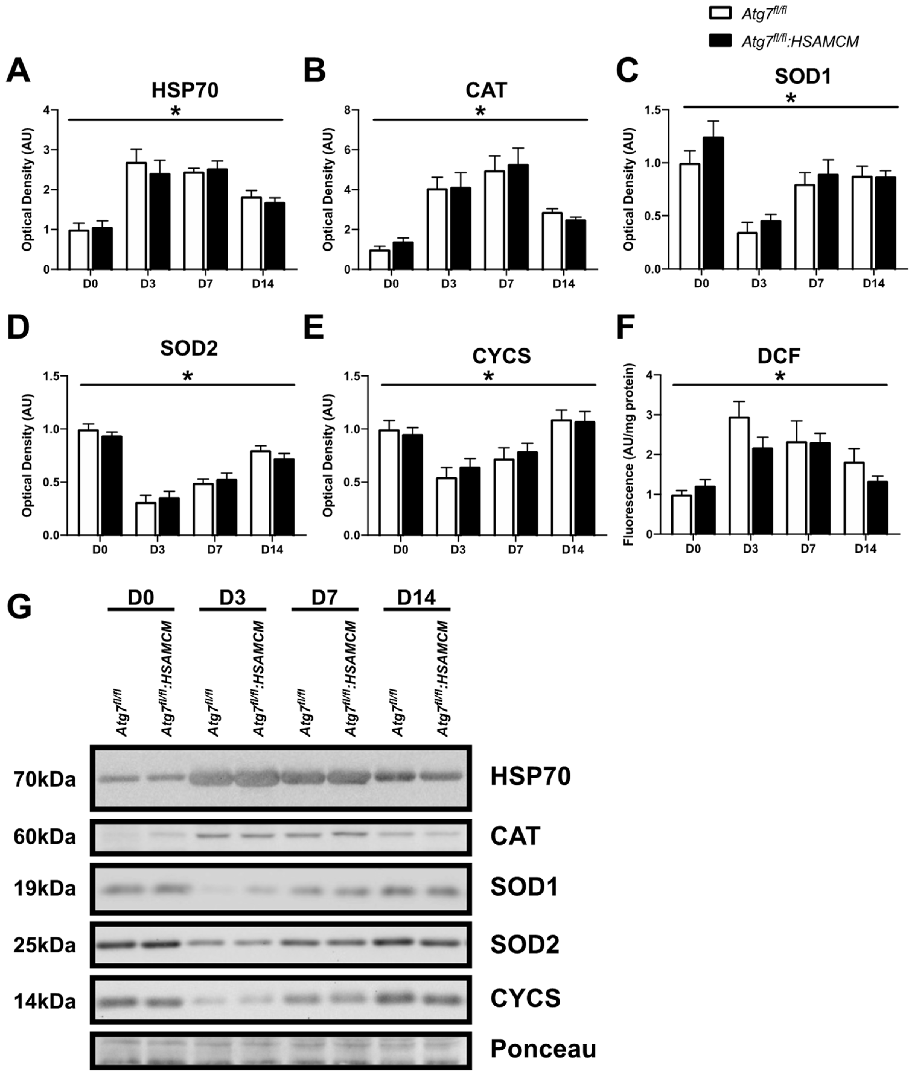 Muscles 02 00023 g009