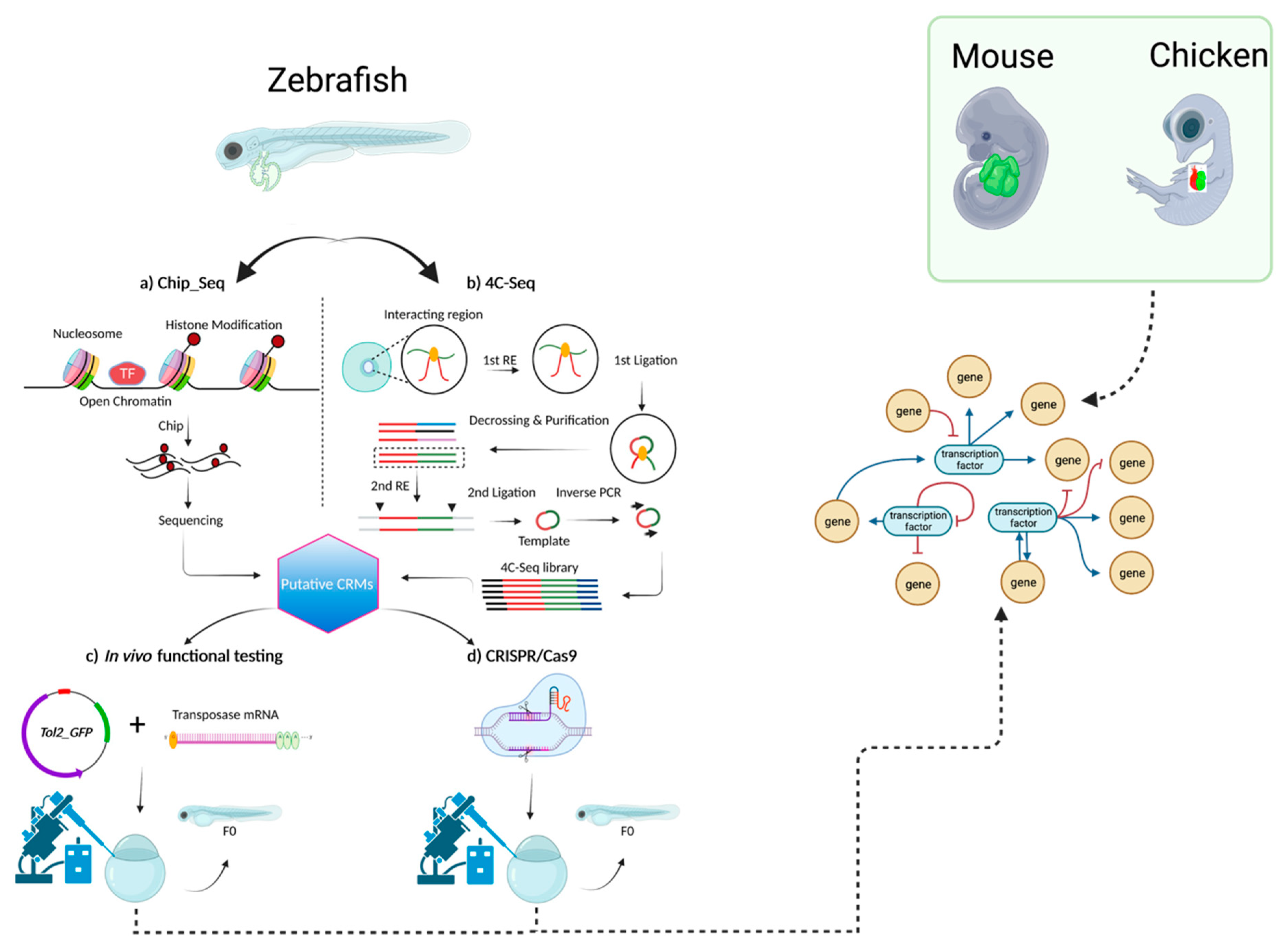 Muscles 02 00026 g002 Muscles 02 00026 g002