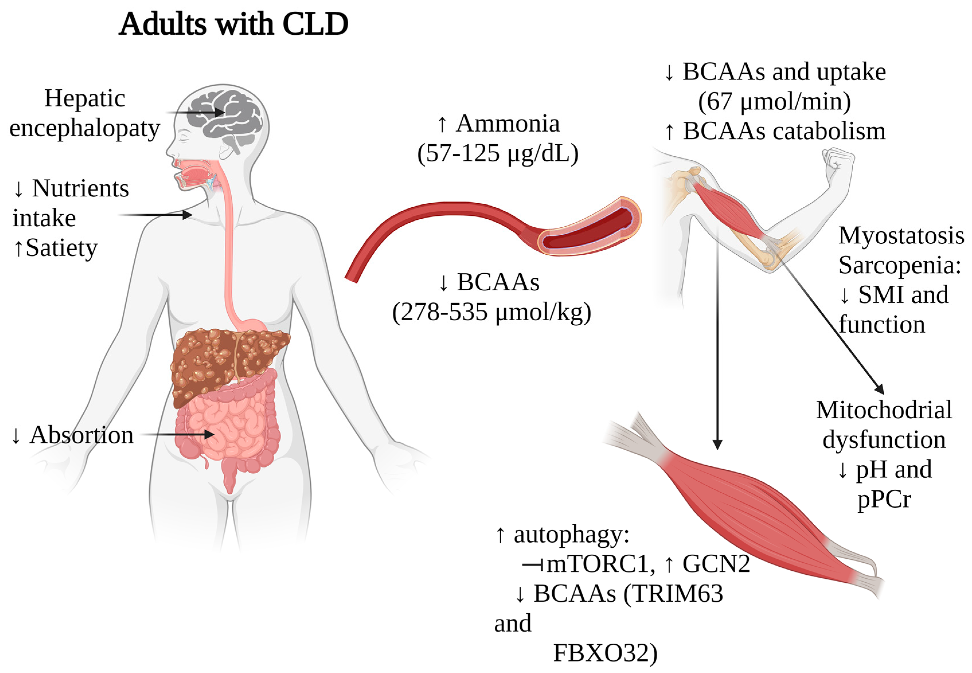 Muscles 03 00008 g002