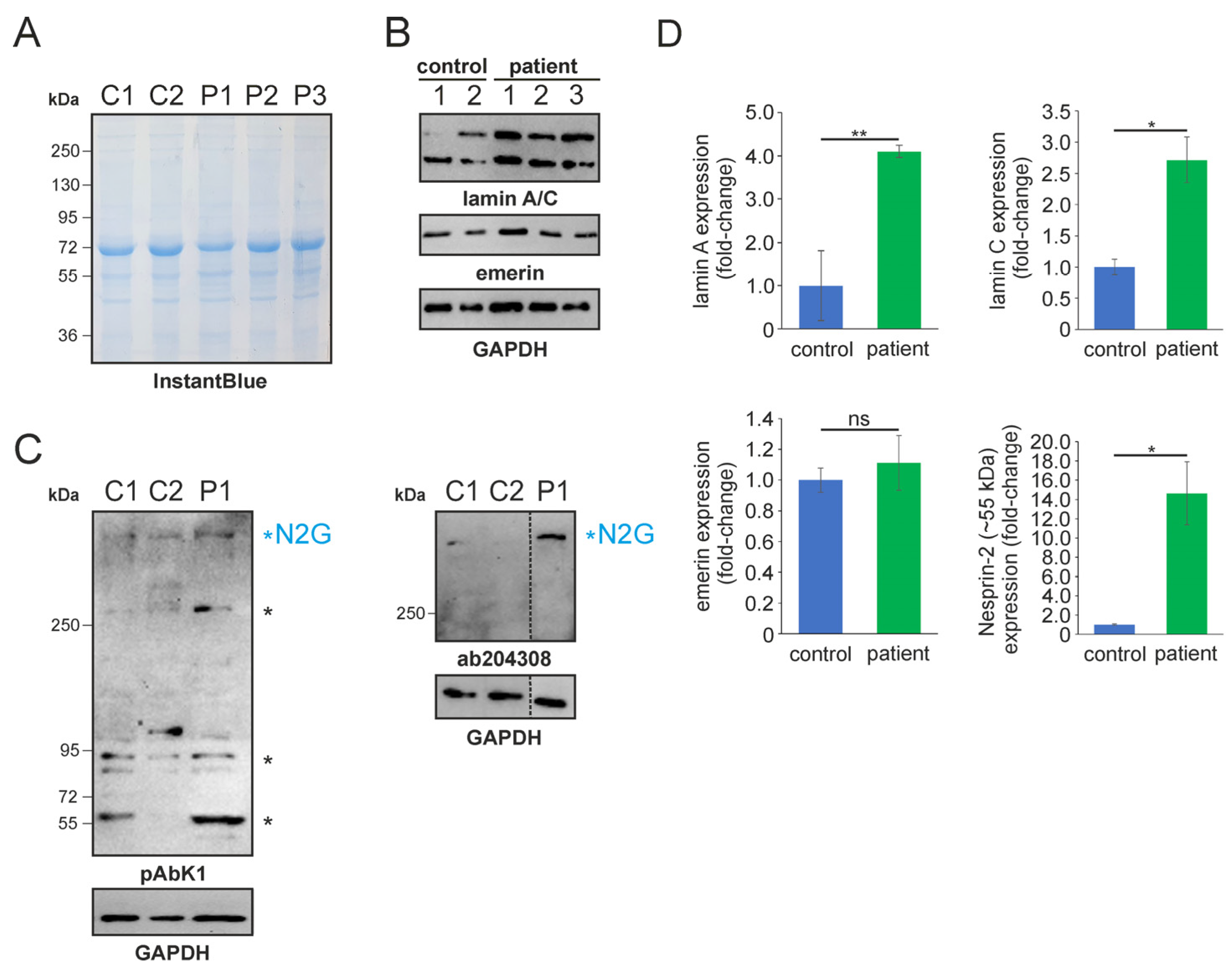 Muscles 03 00010 g002