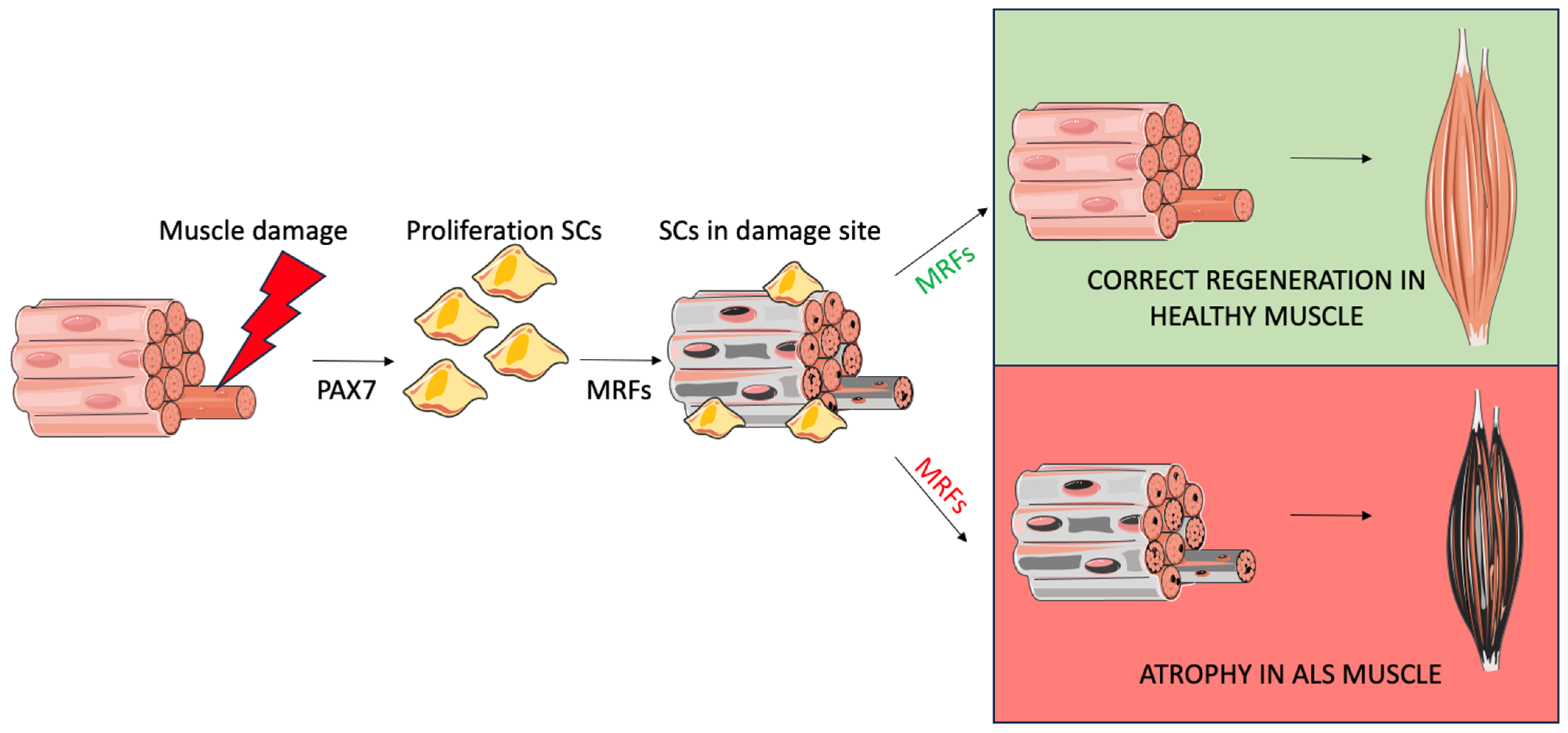 Muscles 04 00022 g002