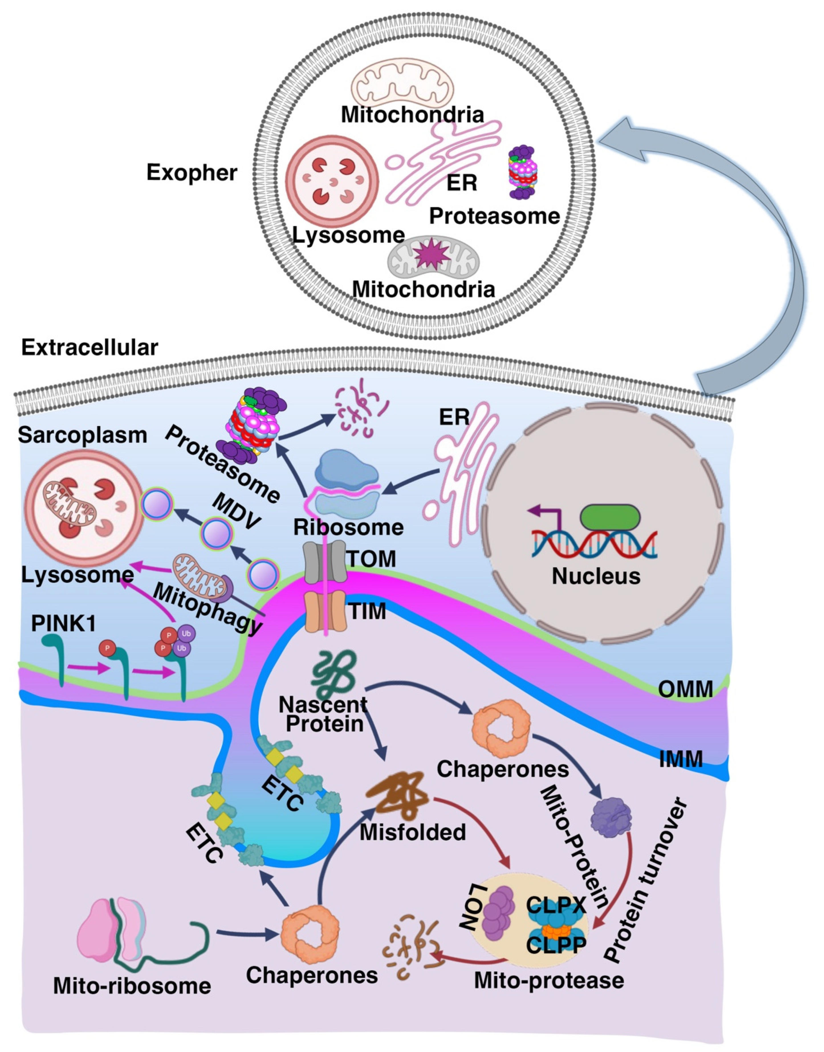 Muscles 04 00026 g001 Muscles 04 00026 g001