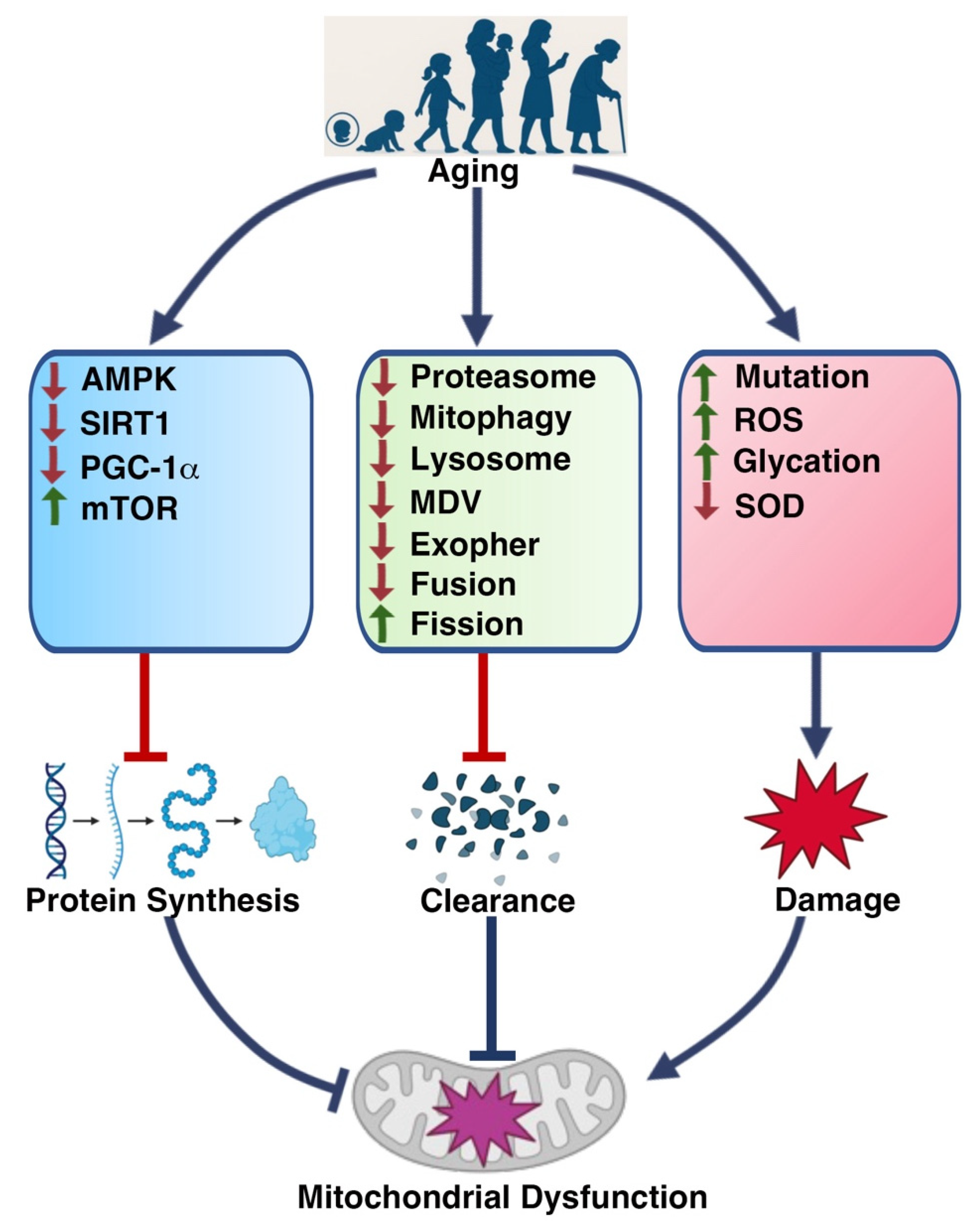 Muscles 04 00026 g002 Muscles 04 00026 g002