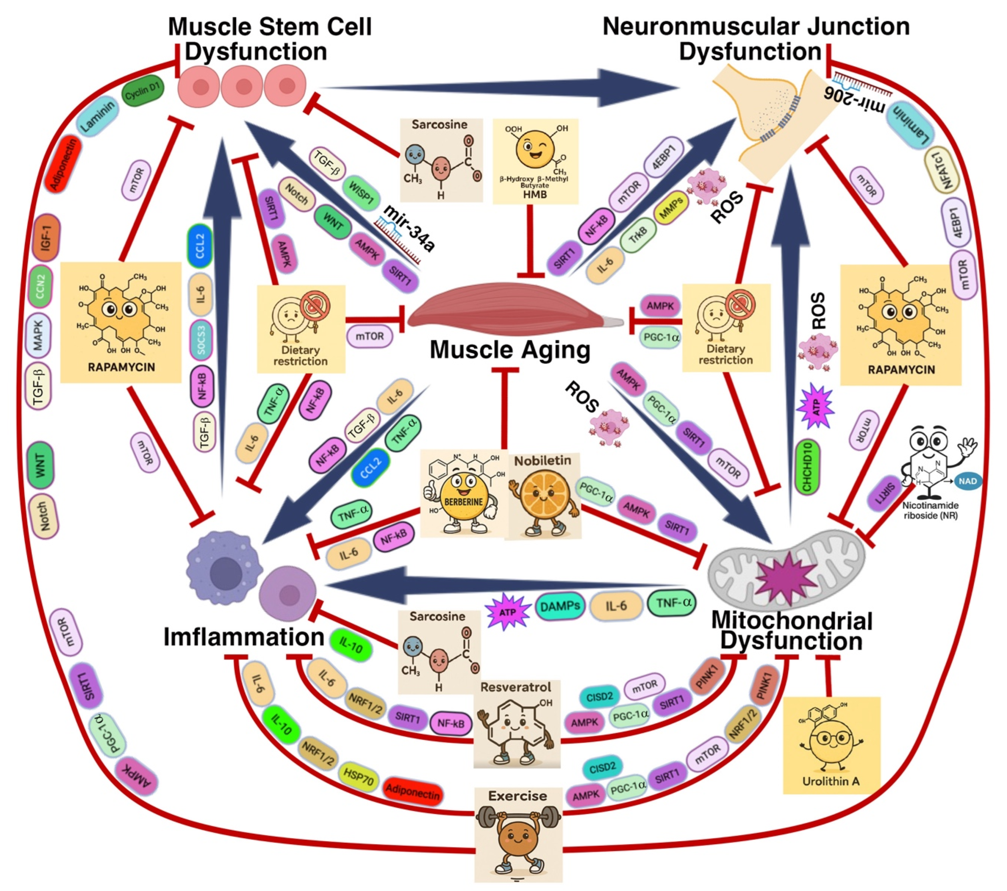 Muscles 04 00026 g003 Muscles 04 00026 g003
