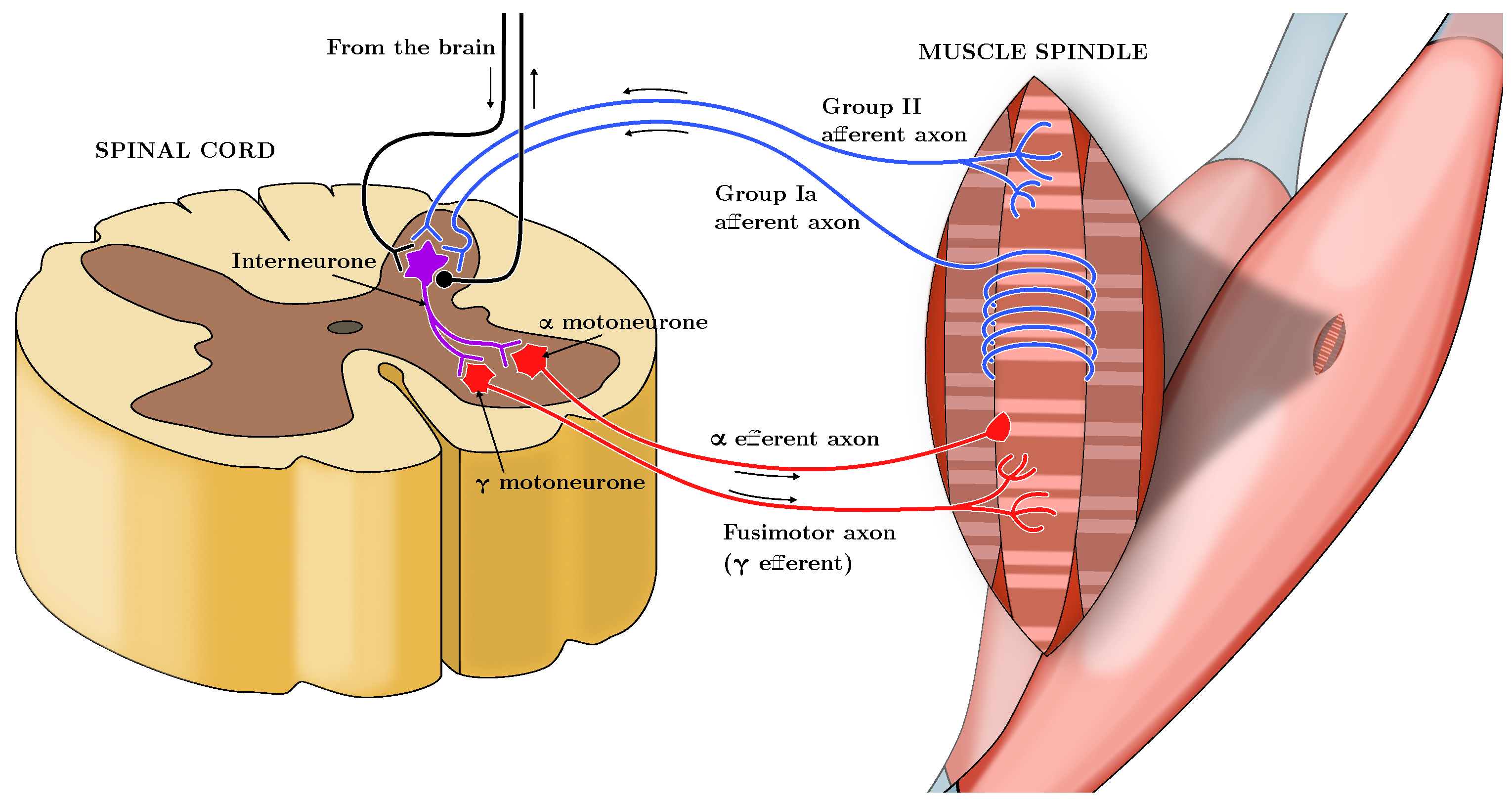 Muscles 04 00029 g001