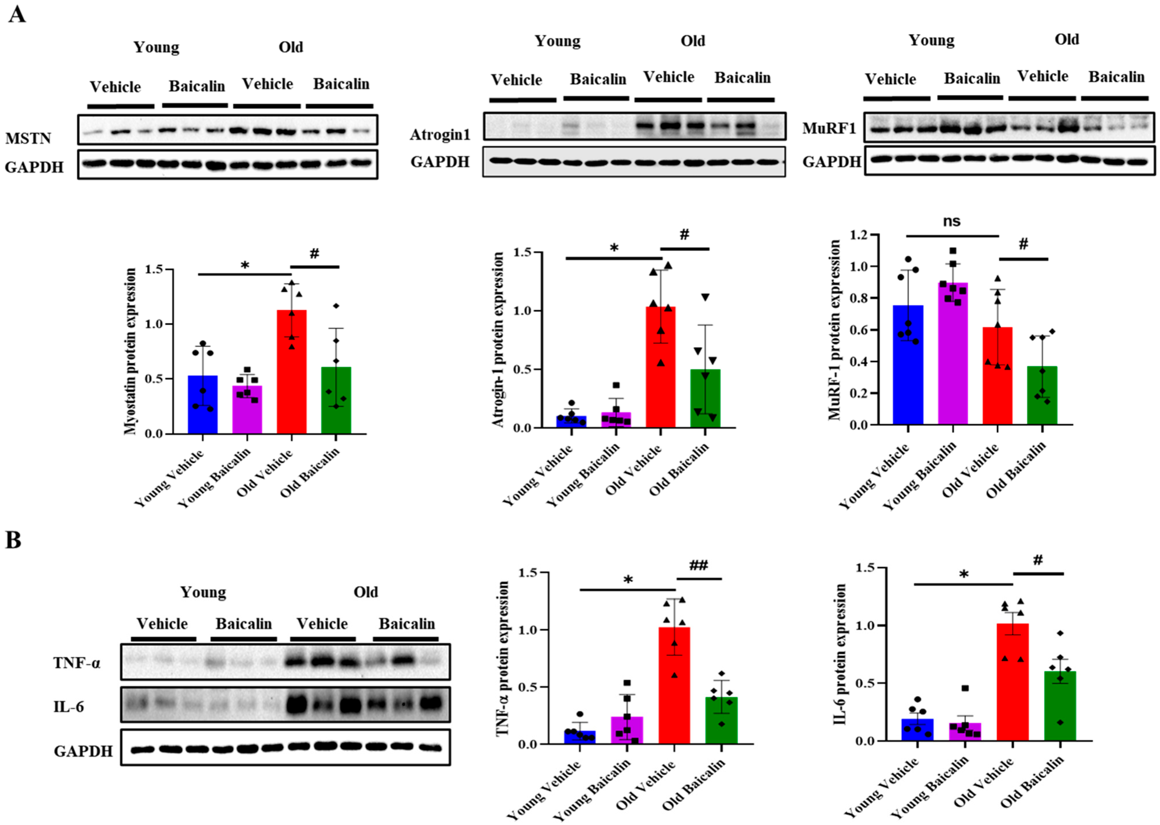 Muscles 04 00035 g003