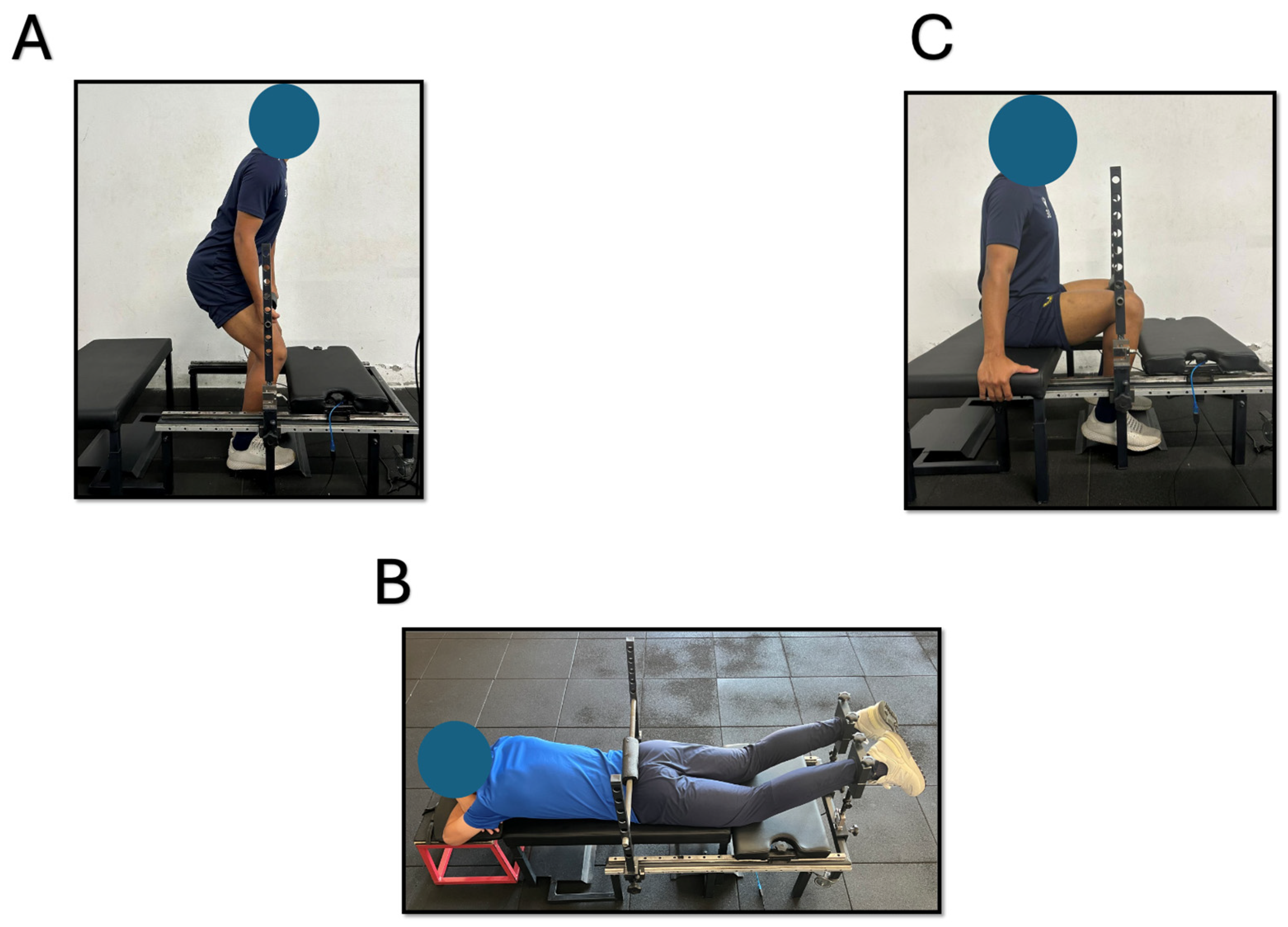 Muscles 04 00036 g001