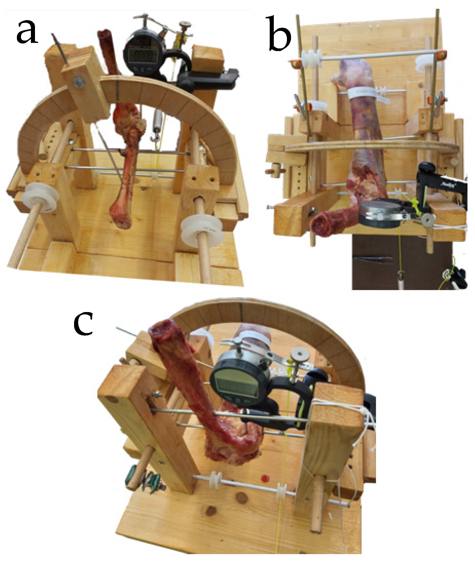 Muscles 04 00039 g001