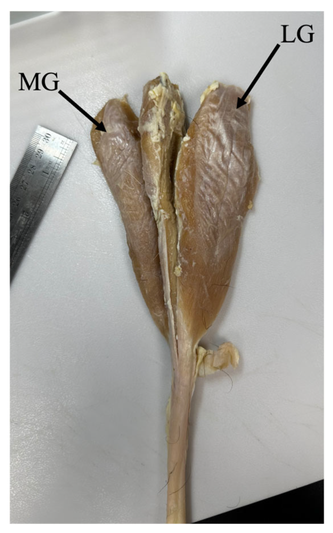 Muscles 05 00020 g002 Muscles 05 00020 g002