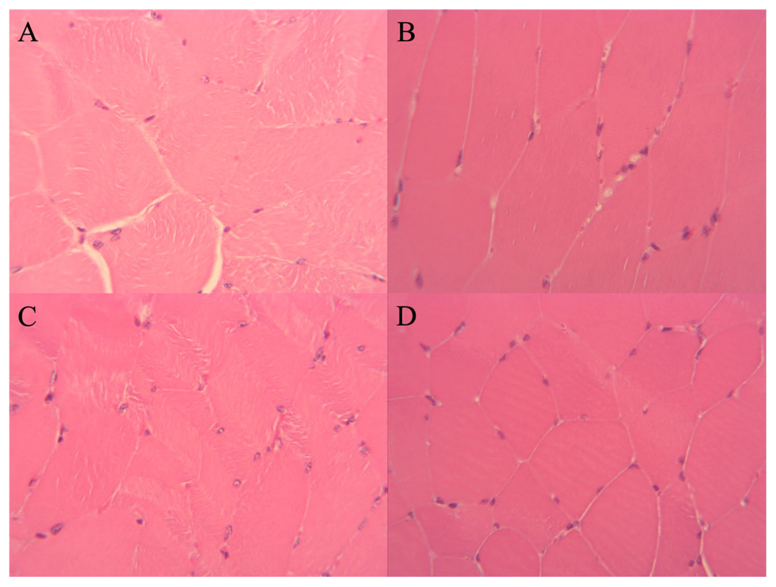 Muscles 05 00020 g006 Muscles 05 00020 g006