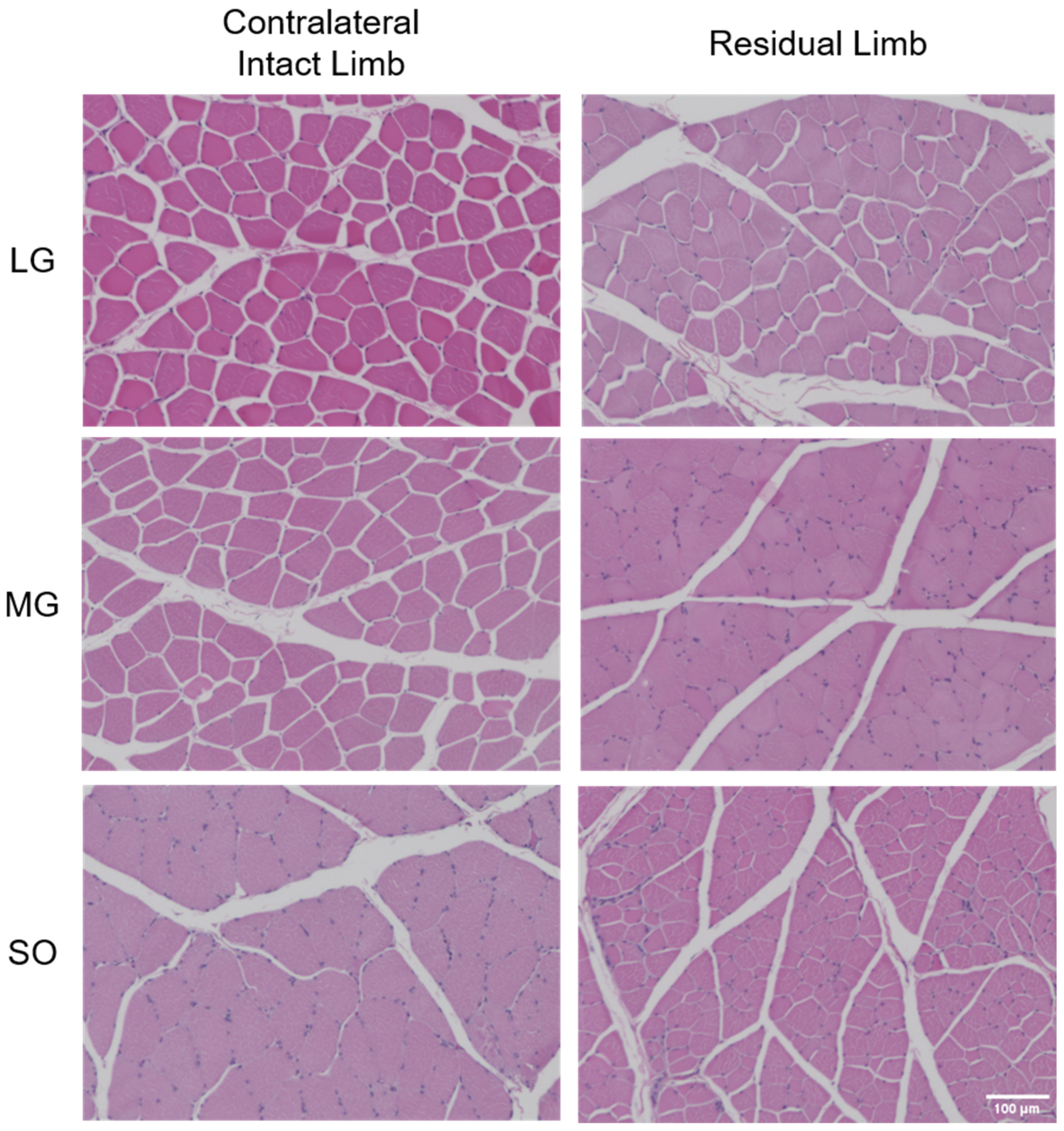 Muscles 05 00065 g002 Muscles 05 00065 g002