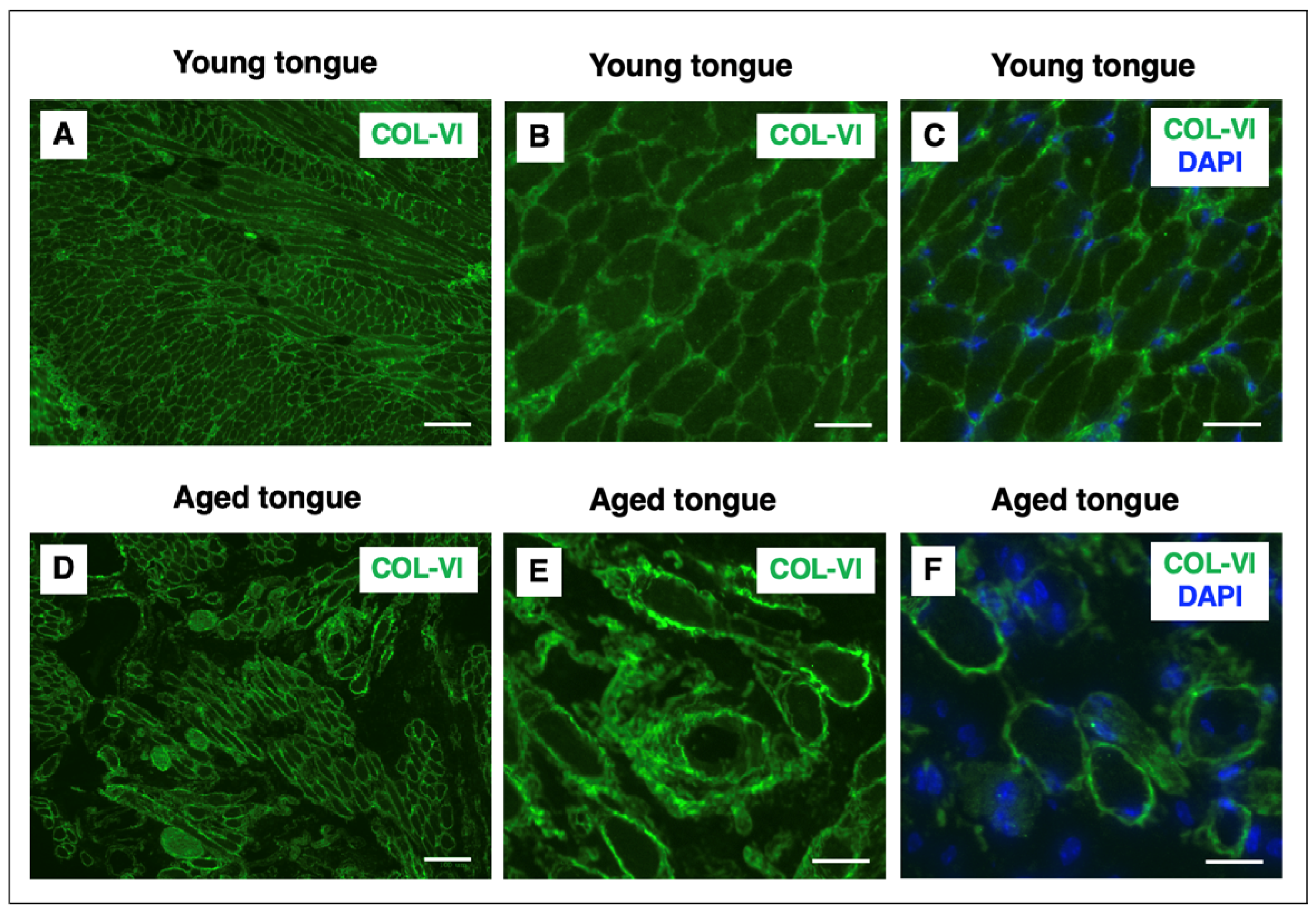 Muscles 05 00073 g007 Muscles 05 00073 g007