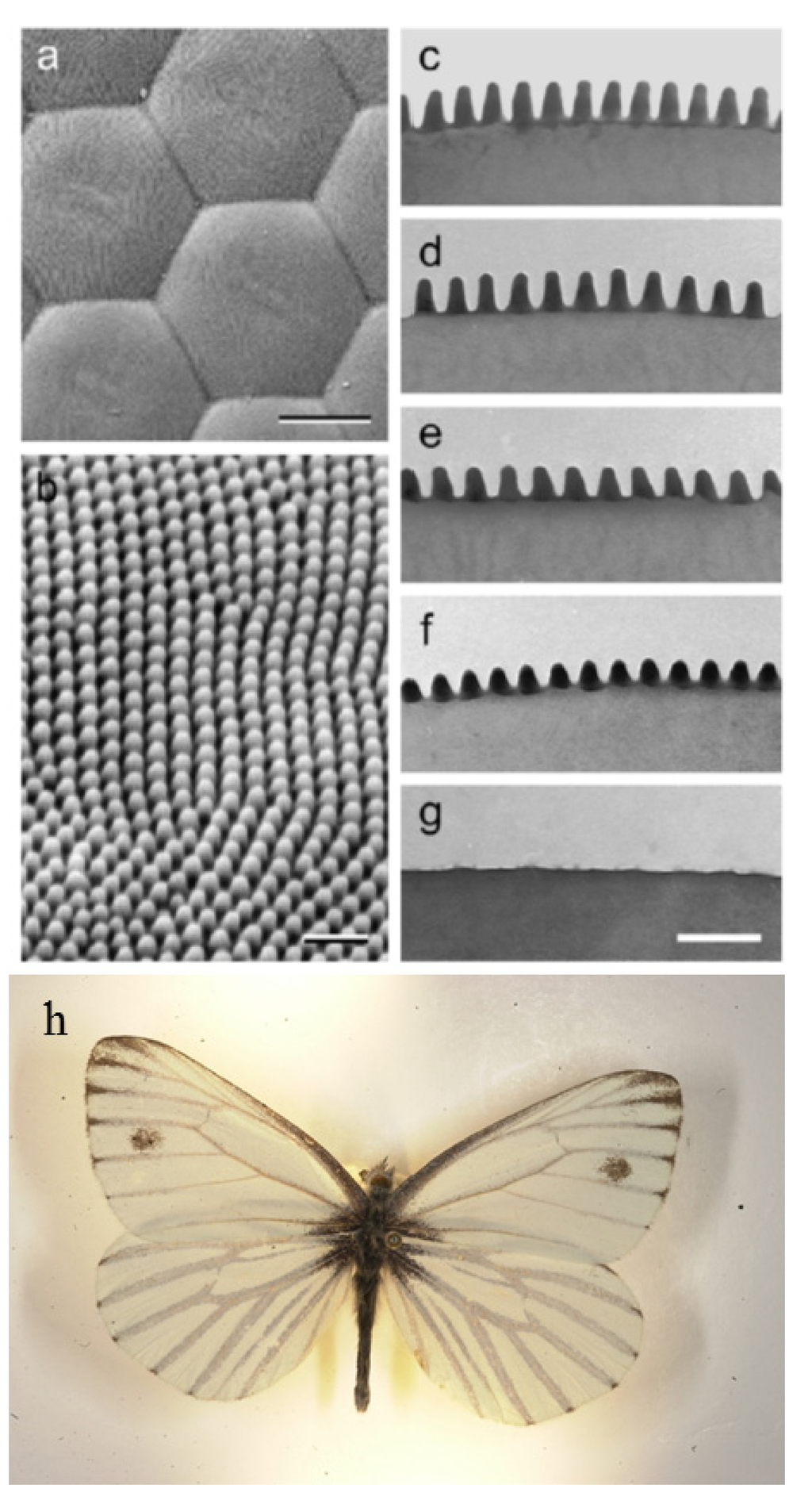 Nanomaterials 04 00087 g001 1024