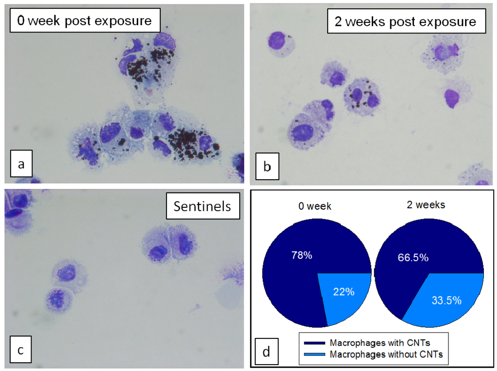 Nanomaterials 04 00439 g008 1024