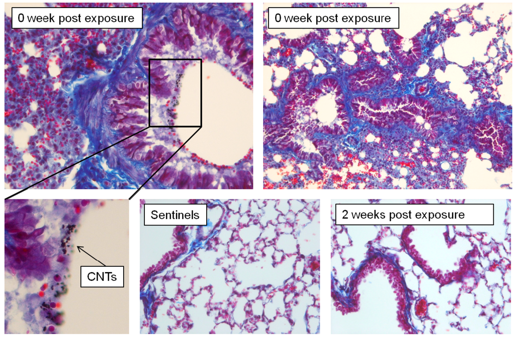 Nanomaterials 04 00439 g009 1024