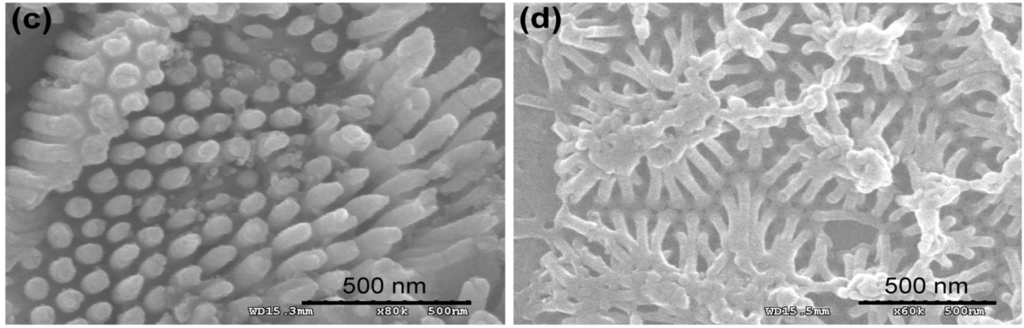 Nanomaterials 05 01181 g002b 1024