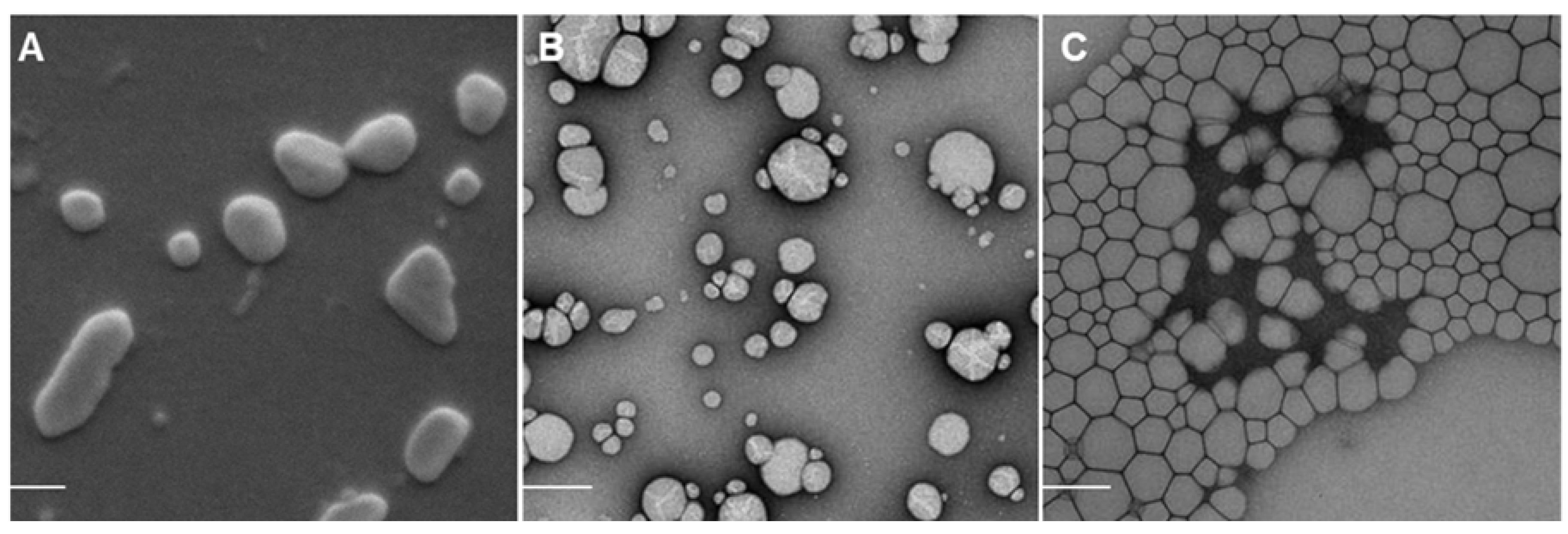 Nanomaterials 05 02317 g001b