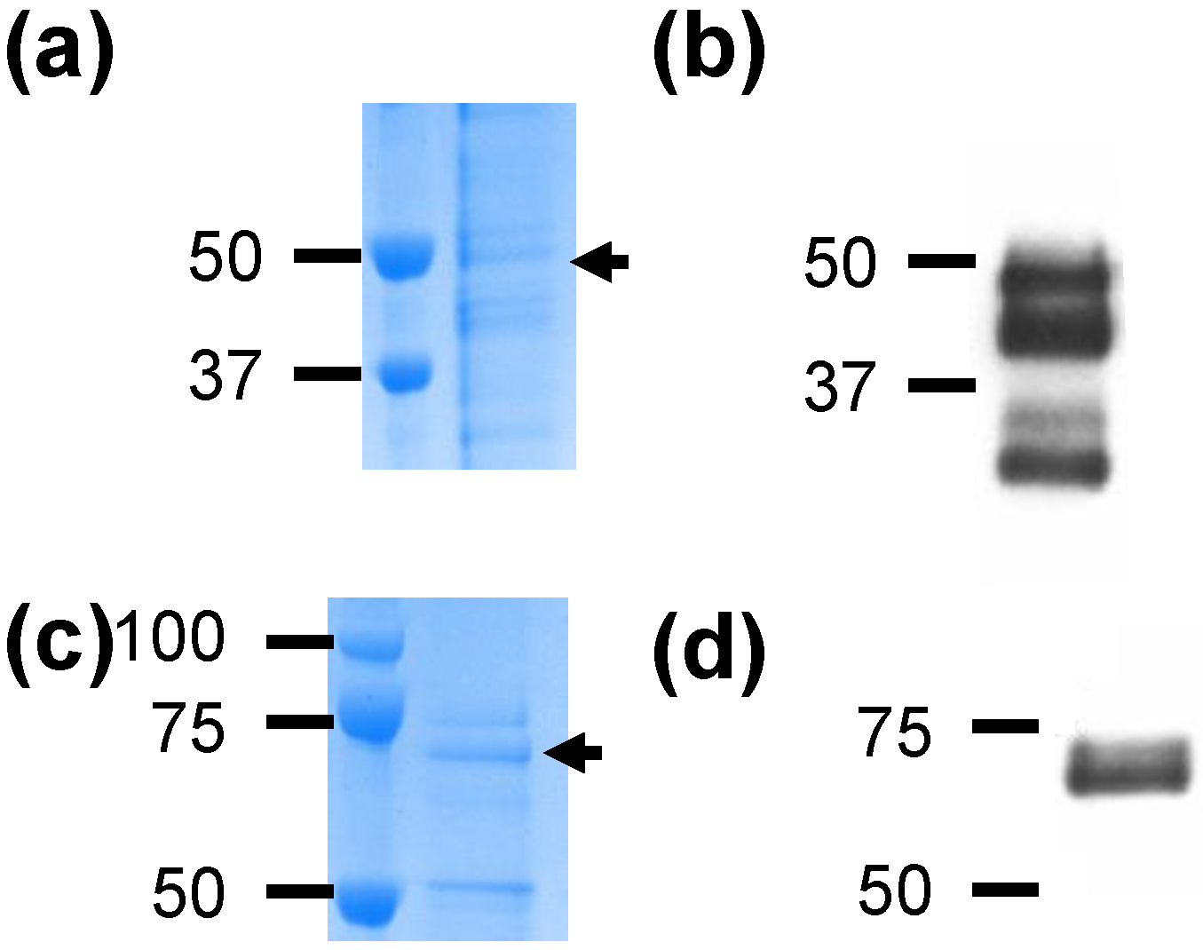 Nanomaterials 06 00201 g001