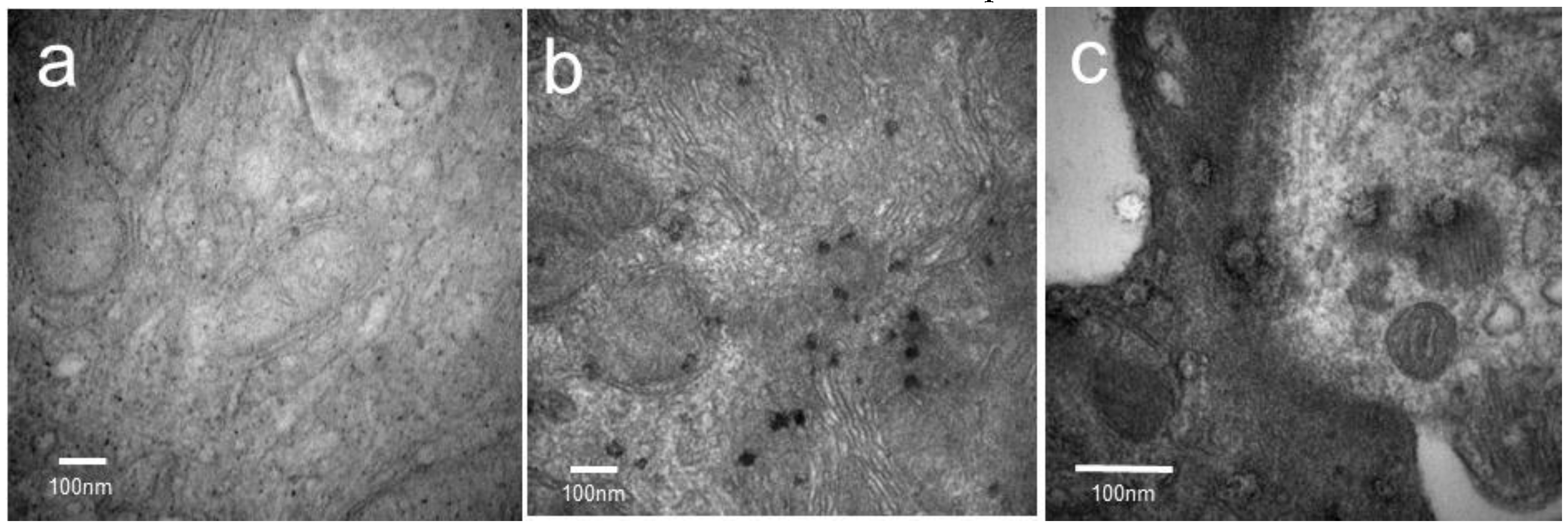Nanomaterials 06 00223 g005