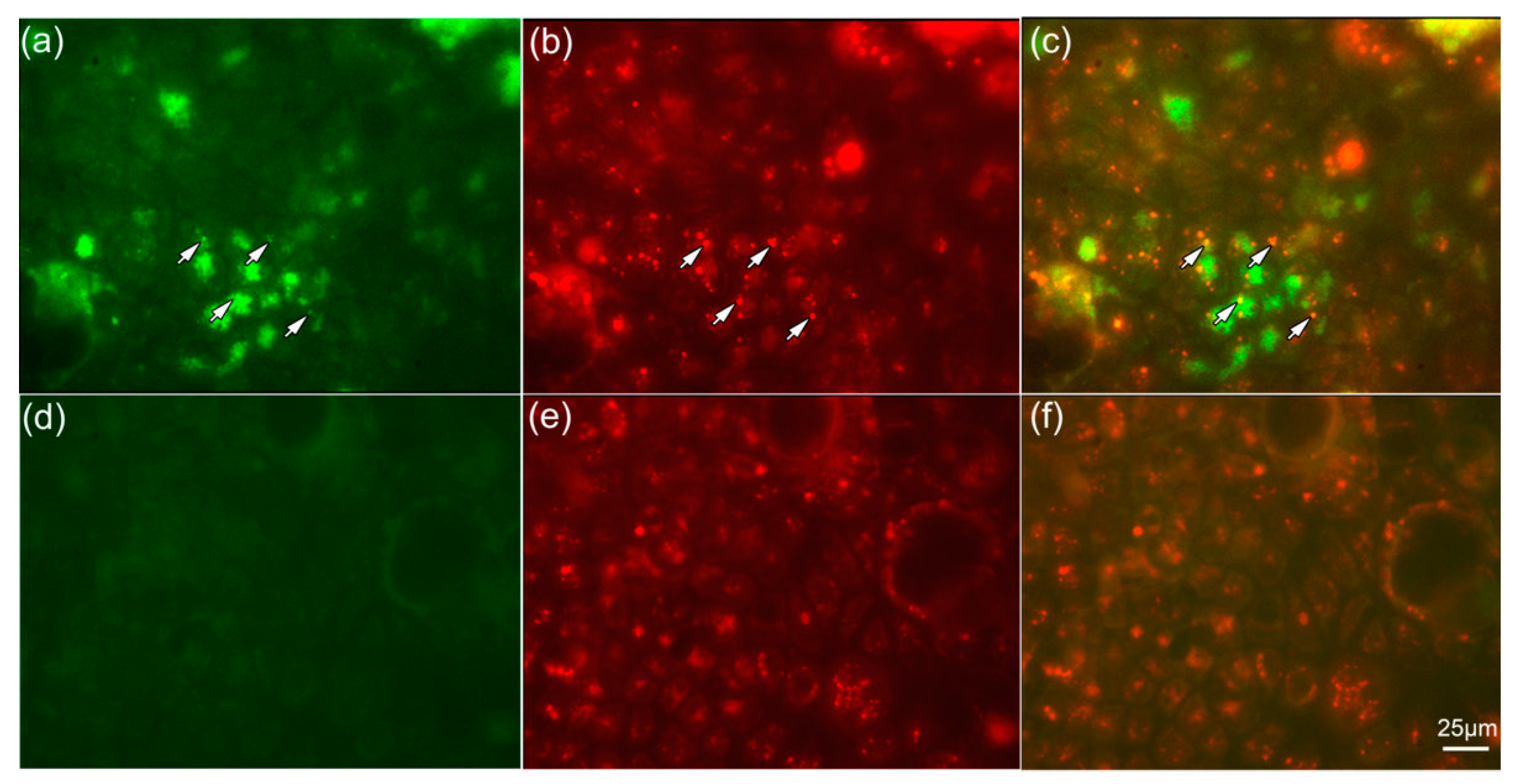 Nanomaterials 07 00079 g006
