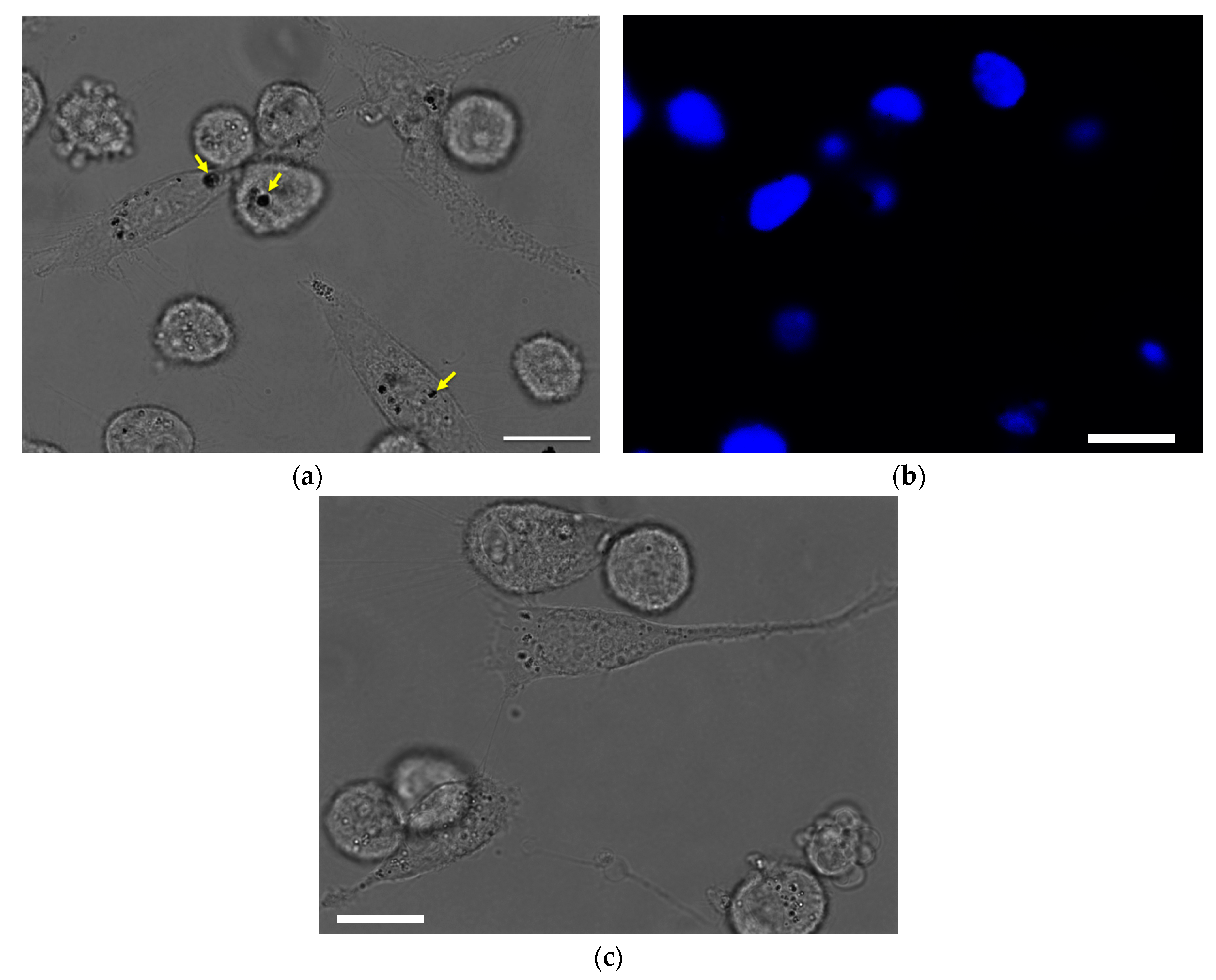 Nanomaterials 07 00127 g005 Nanomaterials 07 00127 g005