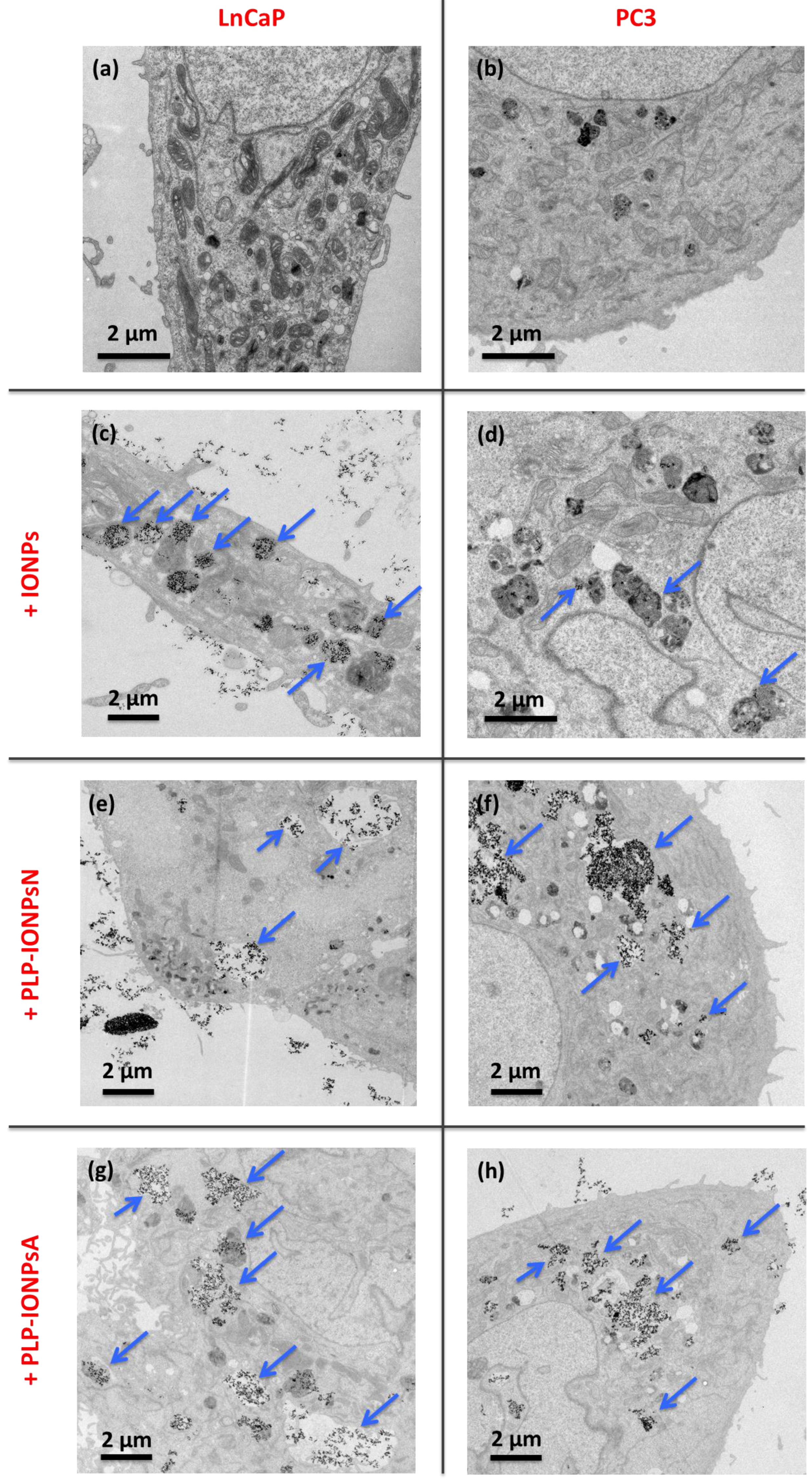 Nanomaterials 07 00202 g005