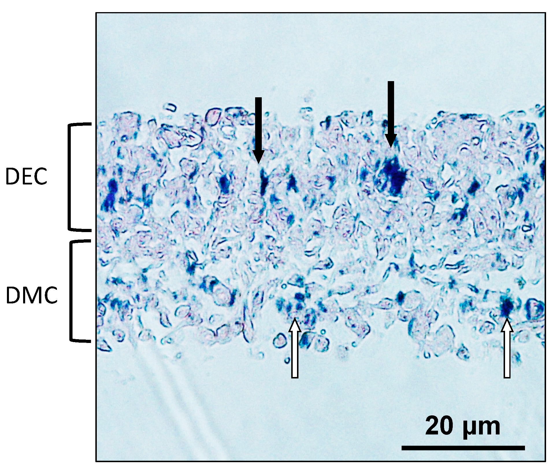 Nanomaterials 07 00322 g006 Nanomaterials 07 00322 g006