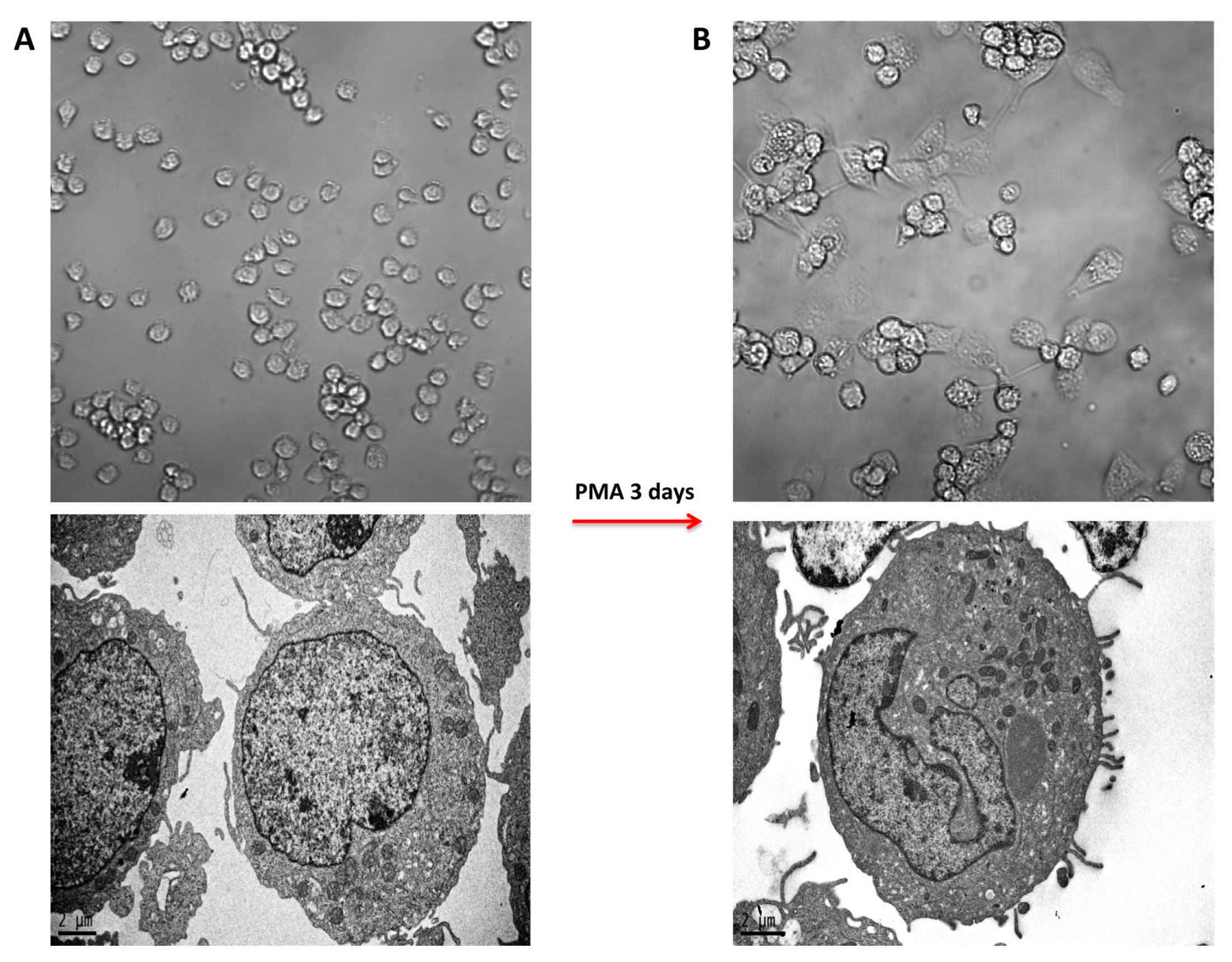 Nanomaterials 07 00332 g001
