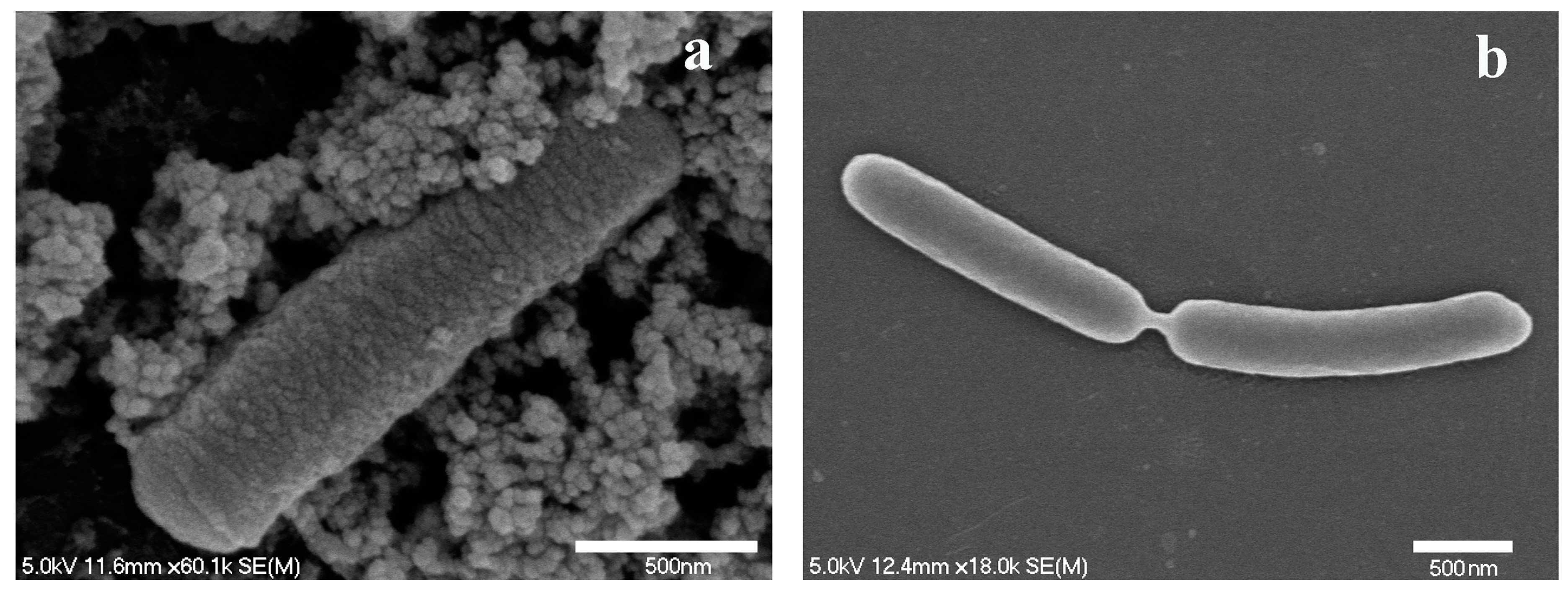 Nanomaterials 07 00350 g004