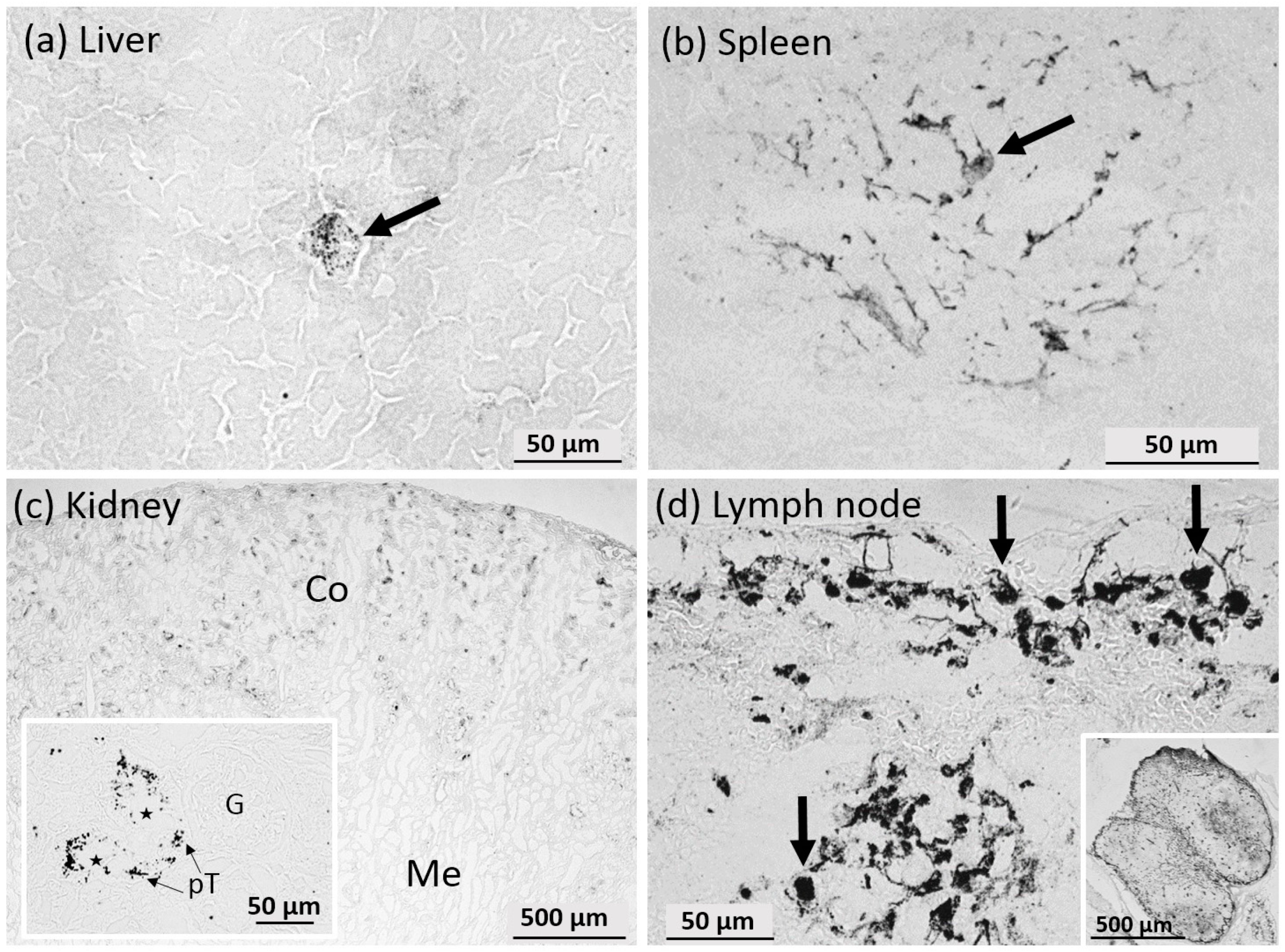 Nanomaterials 07 00441 g012