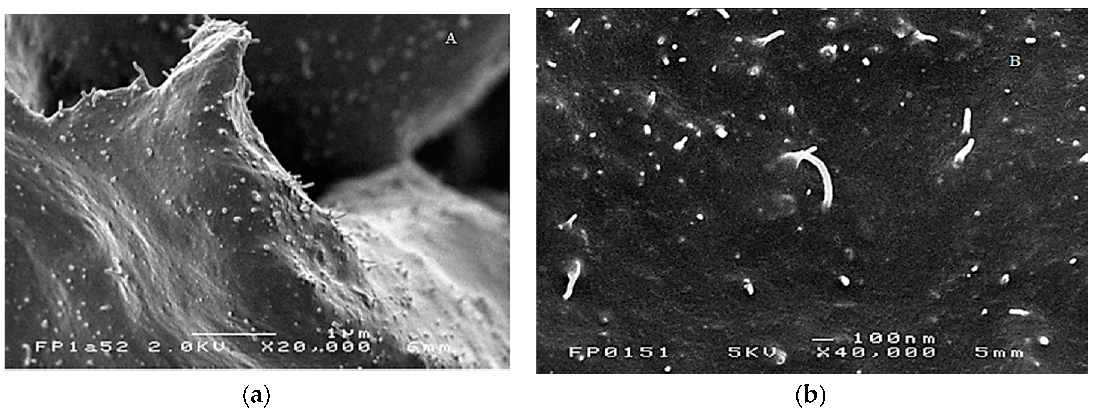 Nanomaterials 08 00058 g004