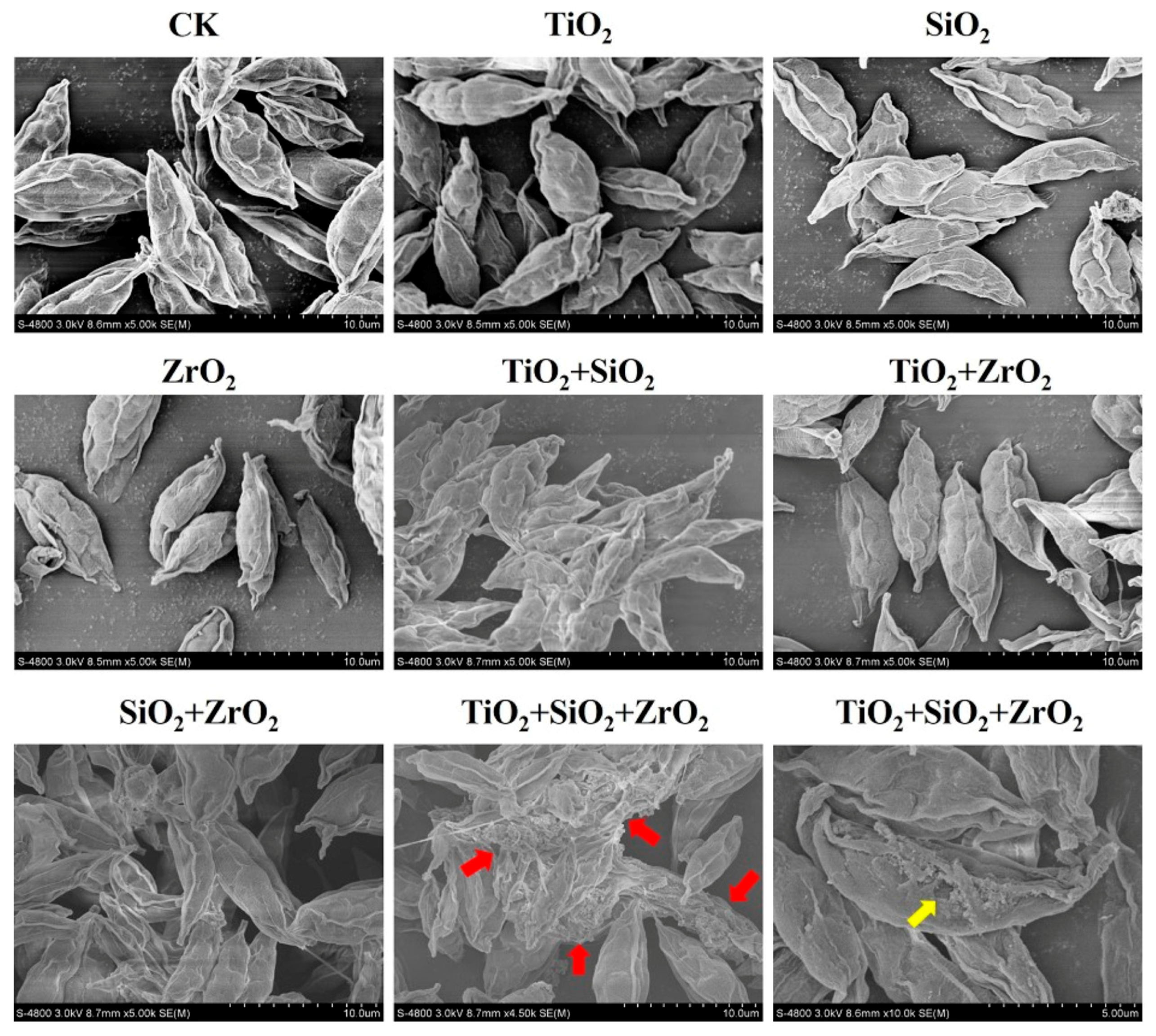 Nanomaterials 08 00095 g006