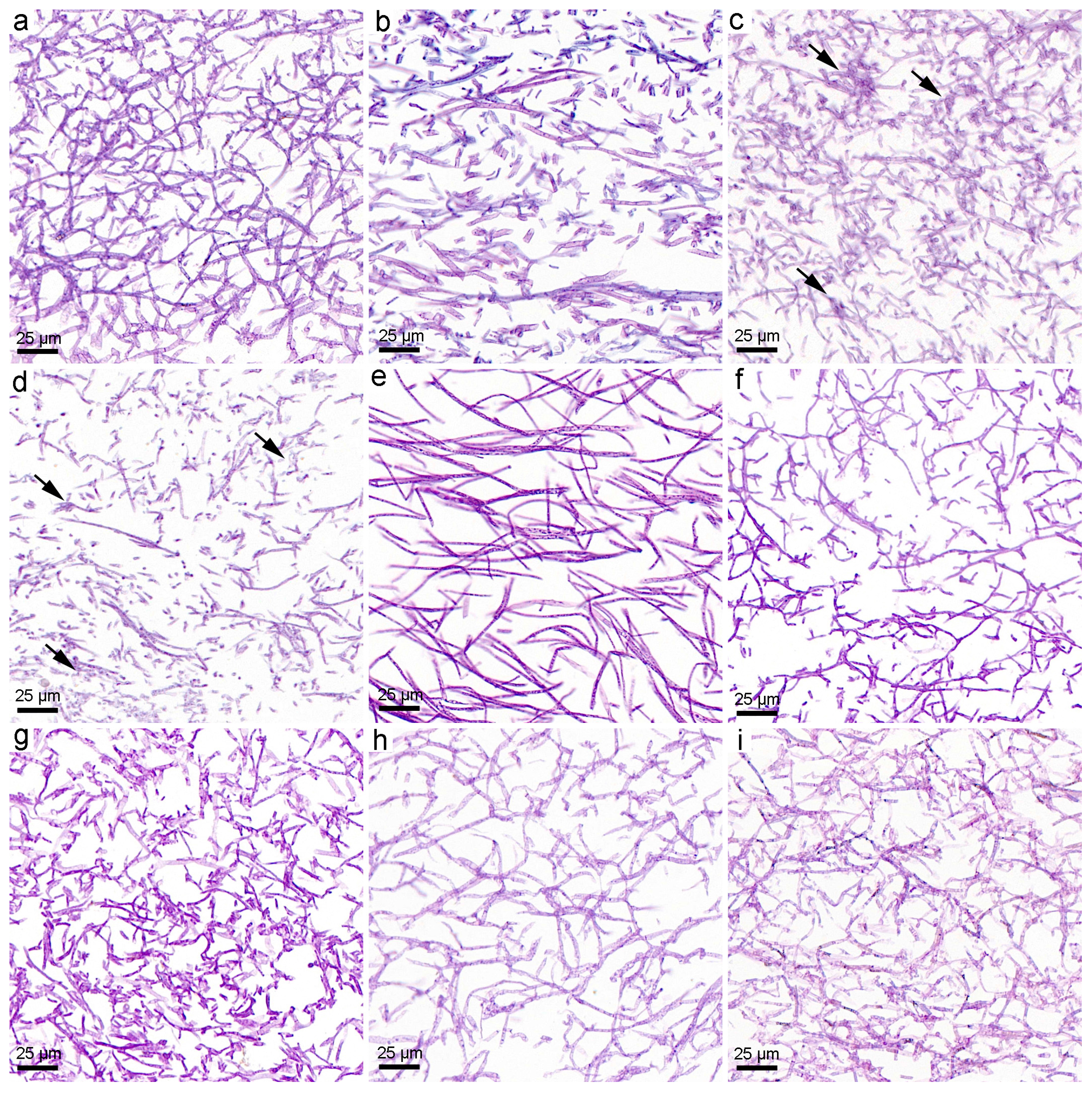 Nanomaterials 08 00120 g002