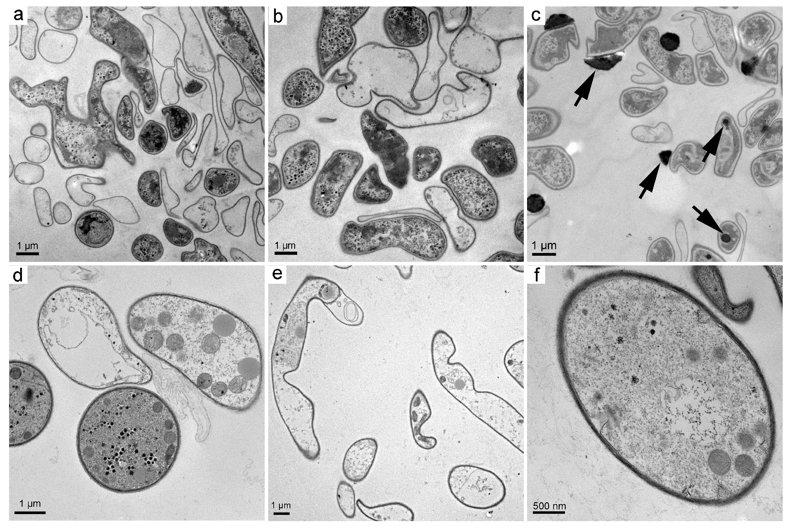 Nanomaterials 08 00120 g004