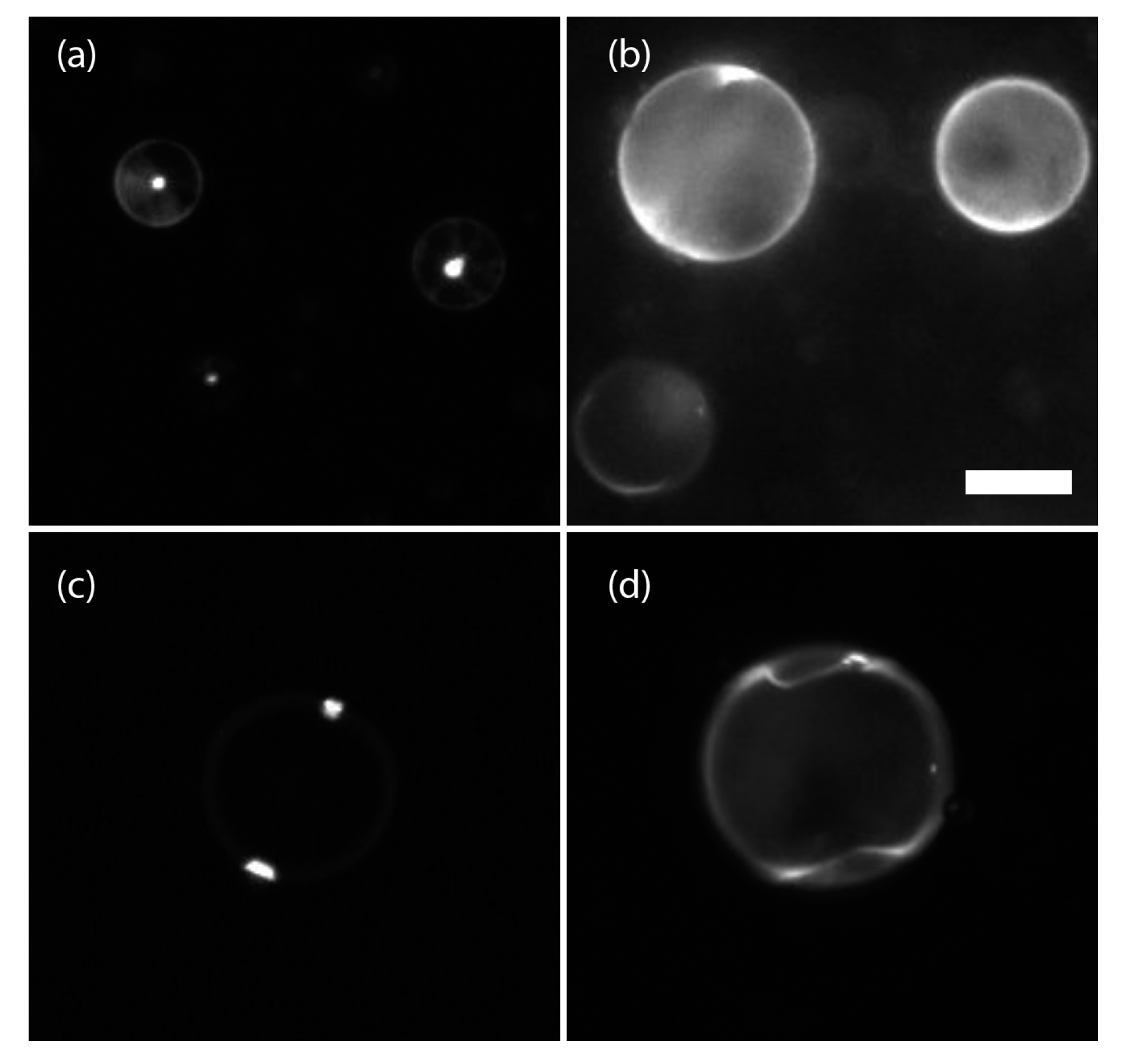 Nanomaterials 08 00146 g002