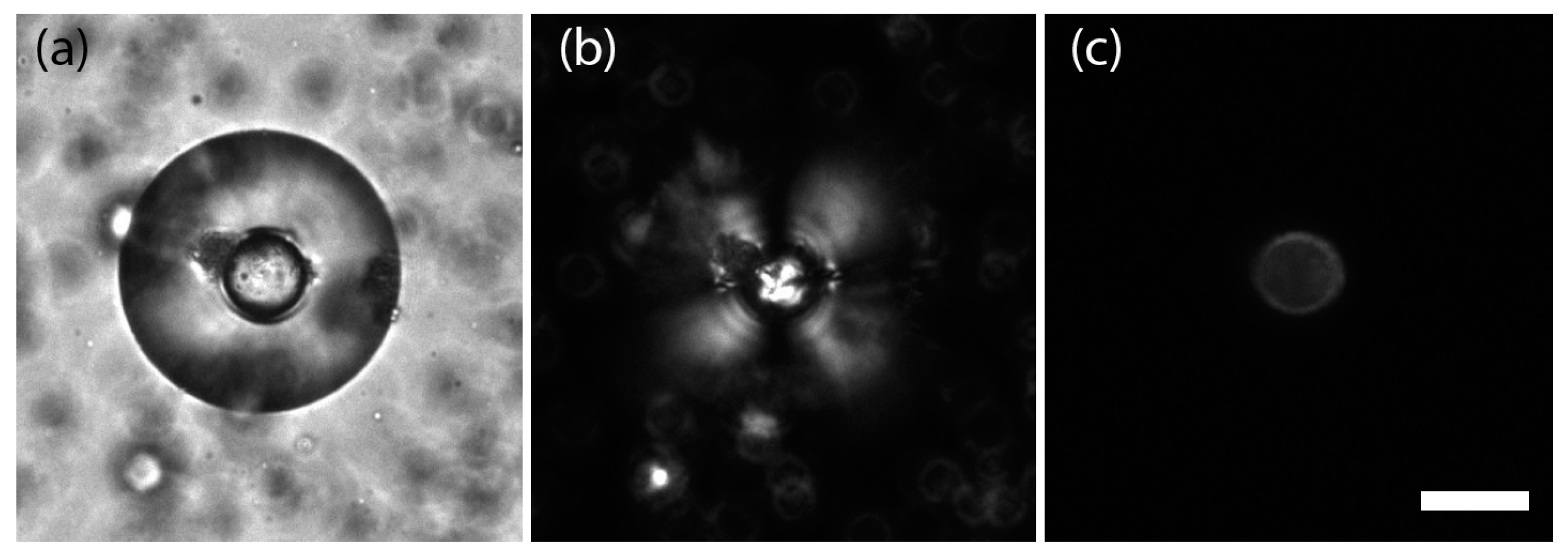 Nanomaterials 08 00146 g004
