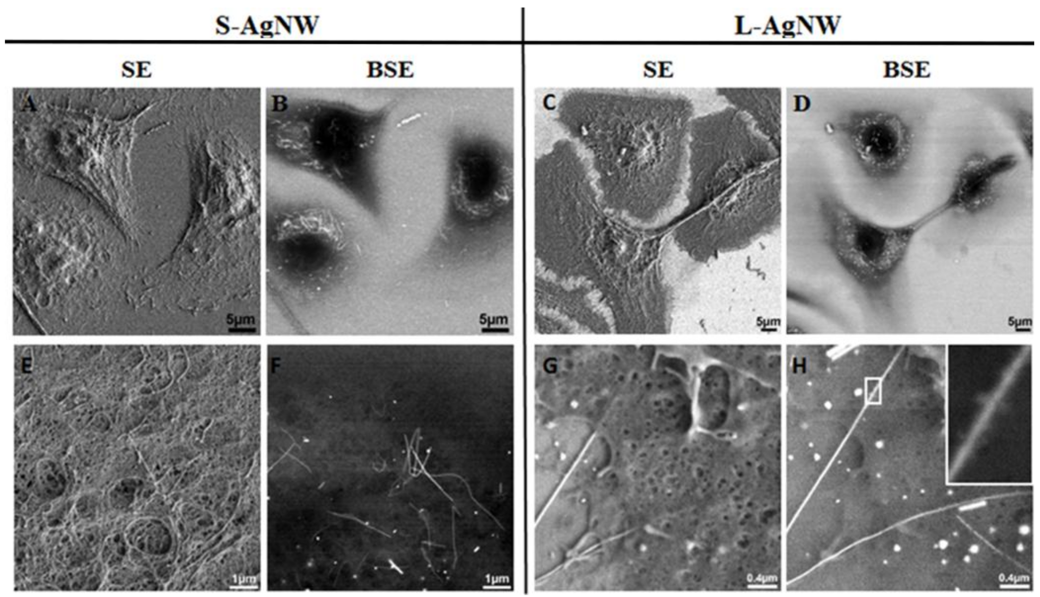Nanomaterials 08 00232 g004