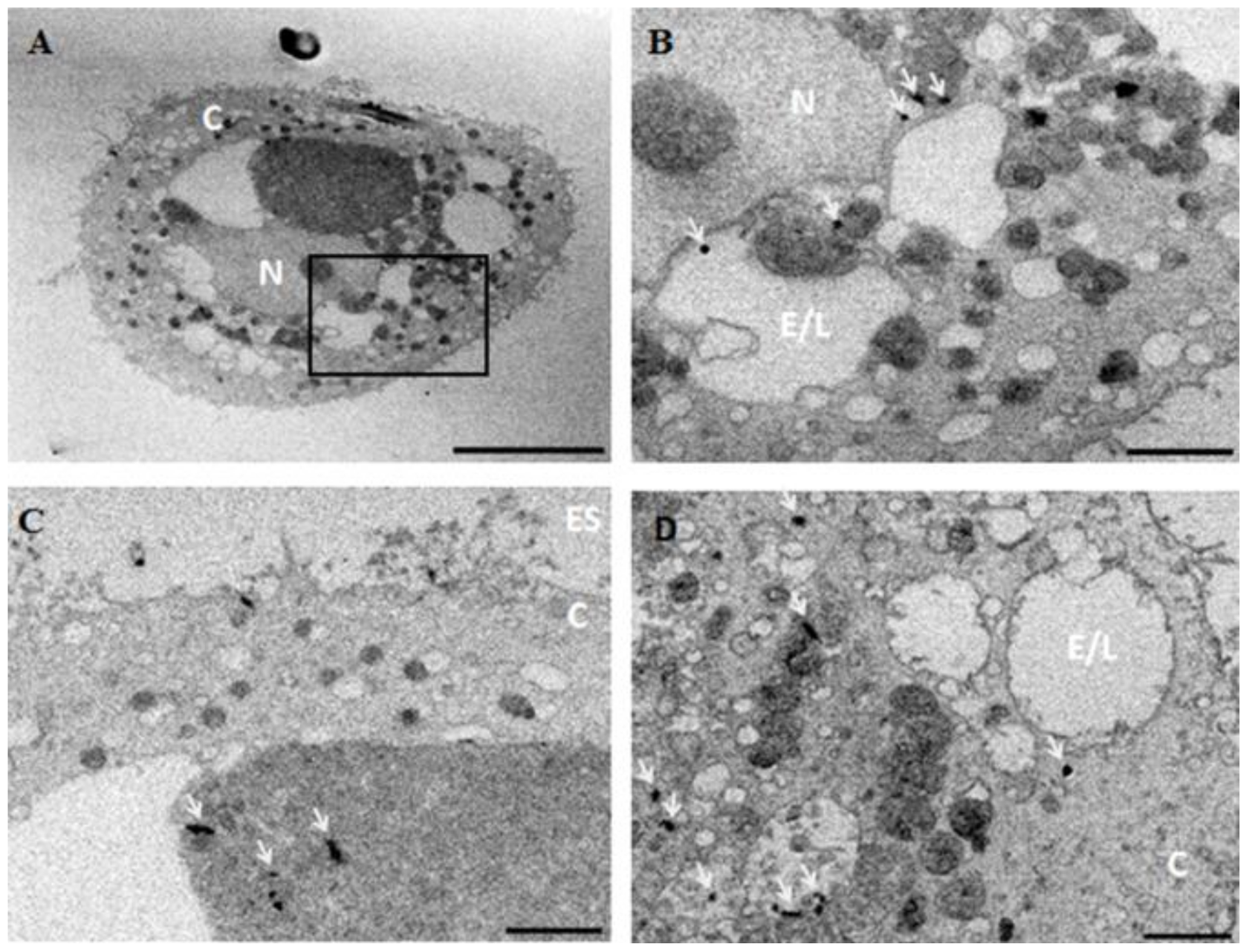 Nanomaterials 08 00232 g005