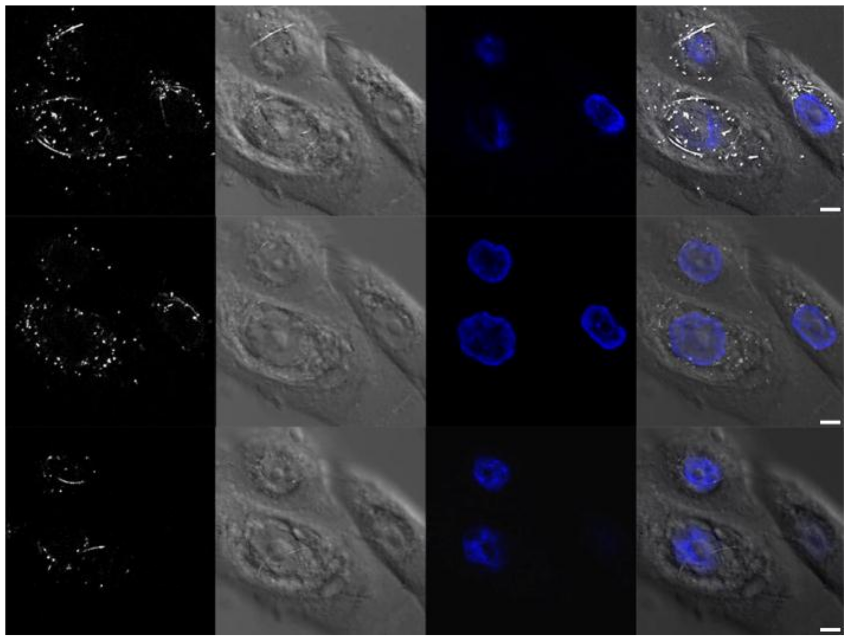Nanomaterials 08 00232 g006