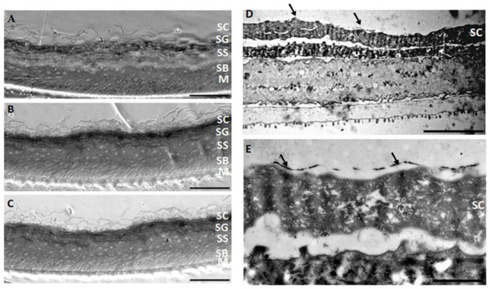 Nanomaterials 08 00232 g008