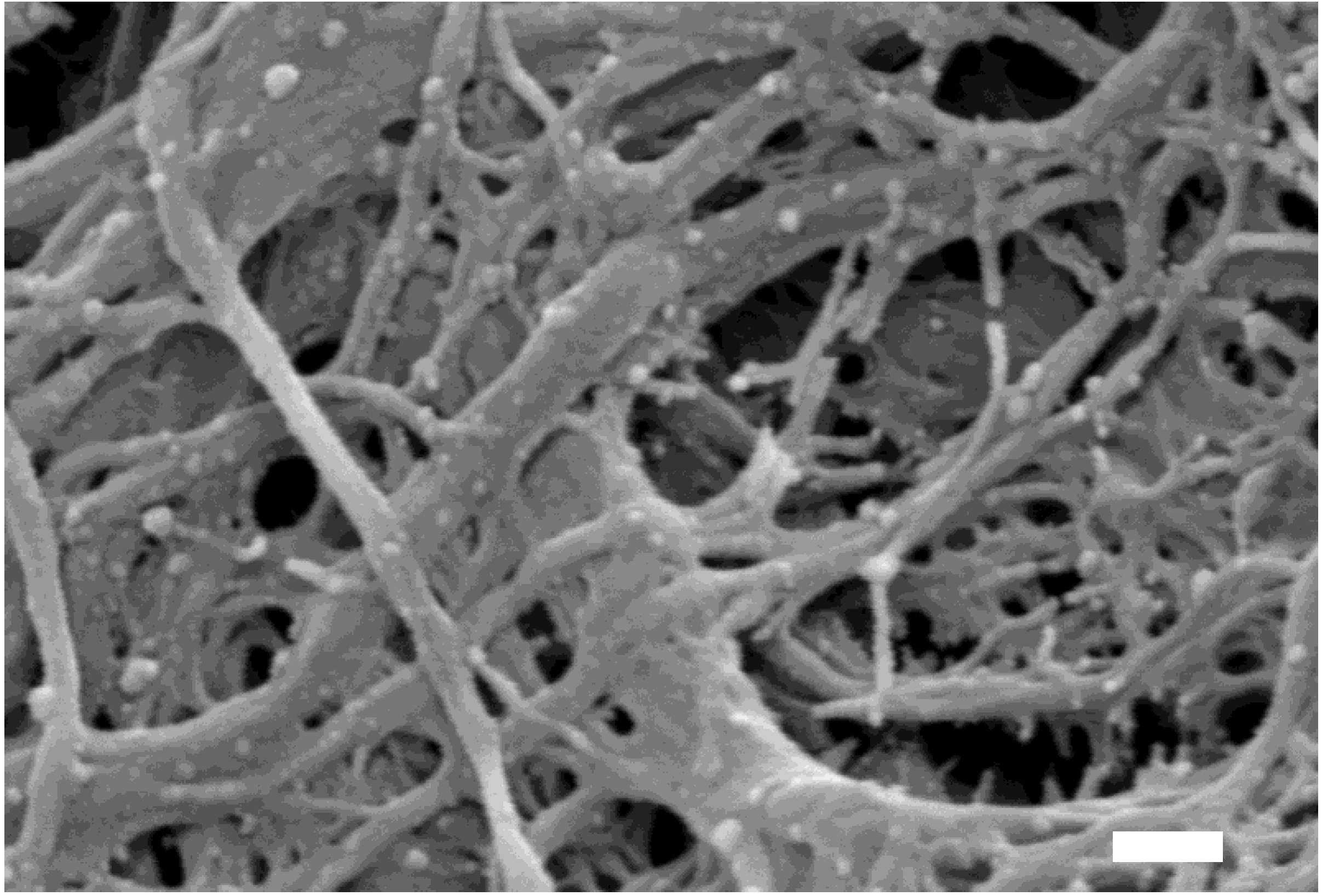 Nanomaterials 08 00310 g003