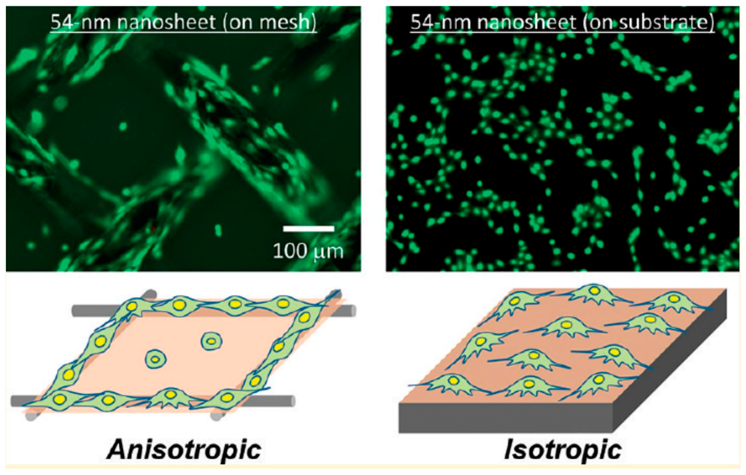 Nanomaterials 08 00519 g001