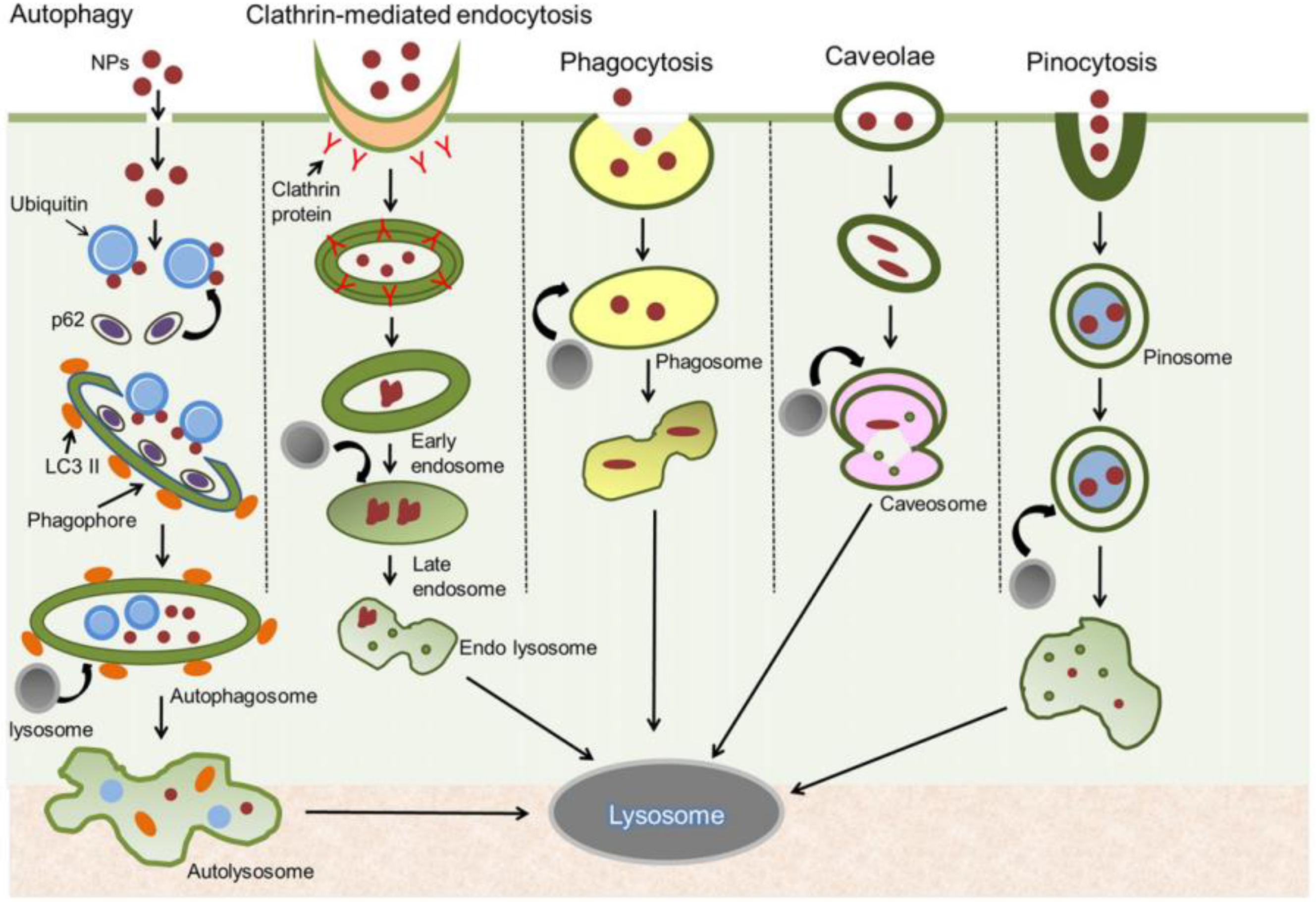 Nanomaterials 08 00681 g002