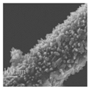 Nanomaterials 08 00741 i004