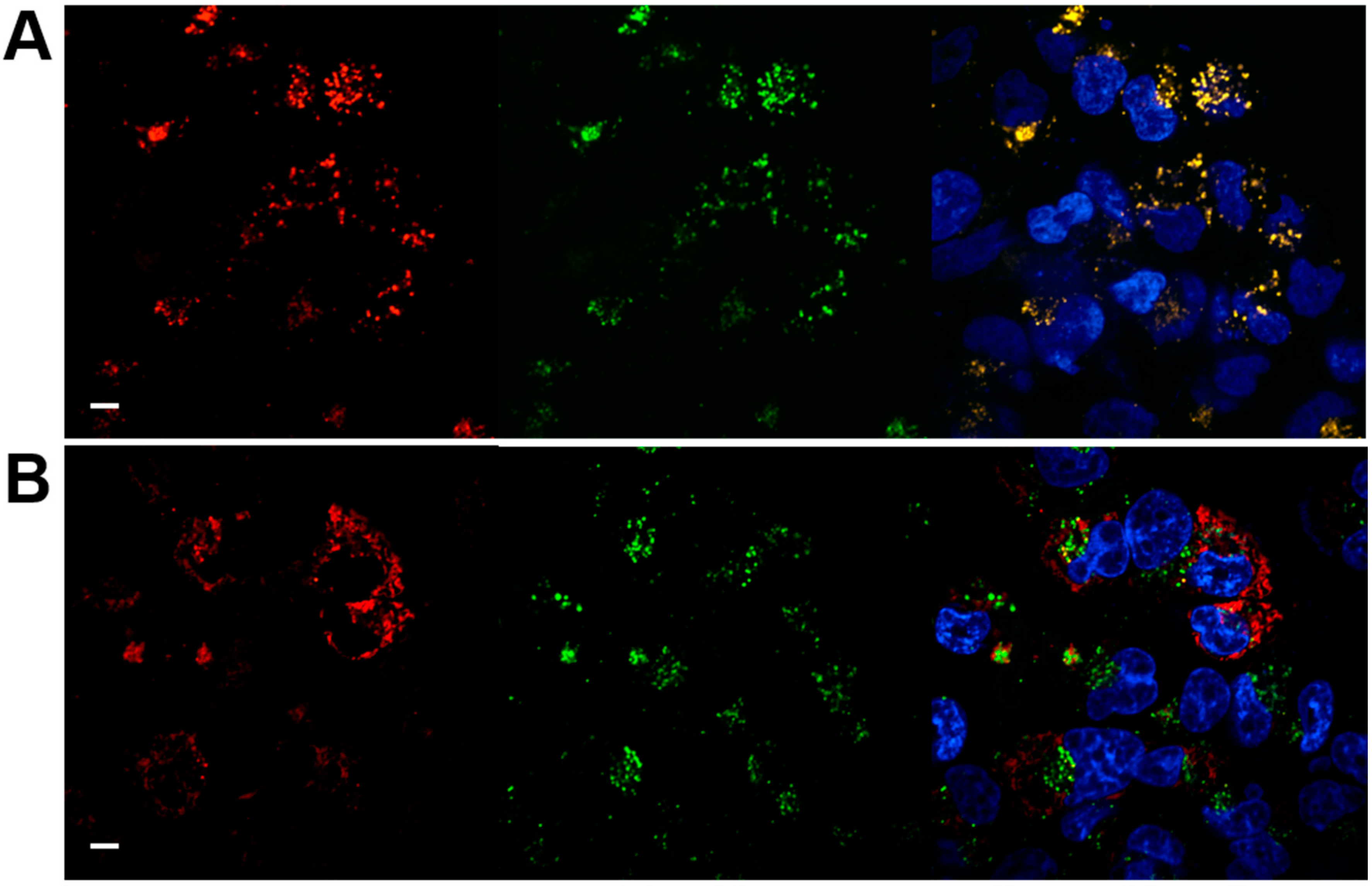 Nanomaterials 08 00952 g006a