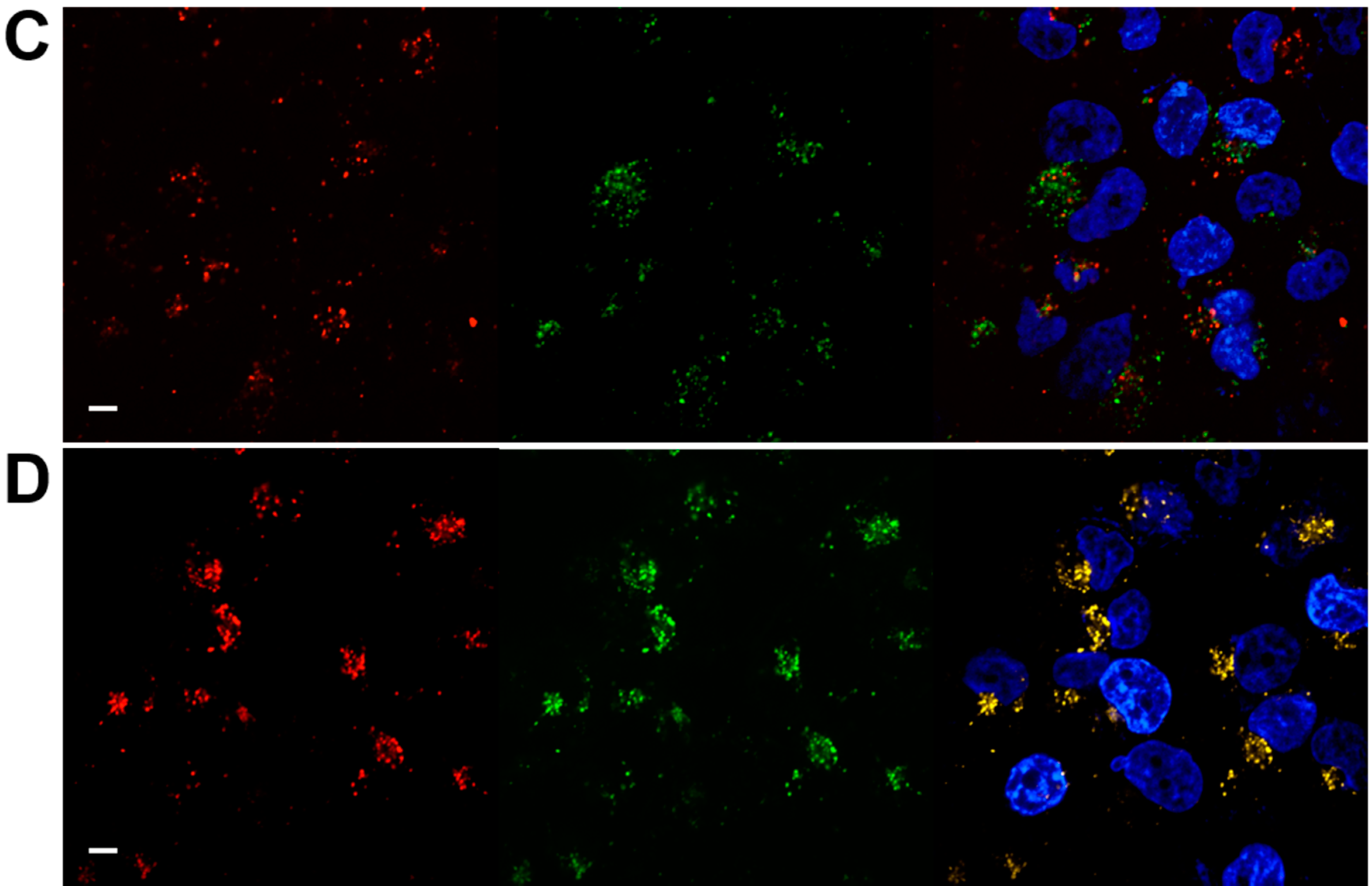 Nanomaterials 08 00952 g006b