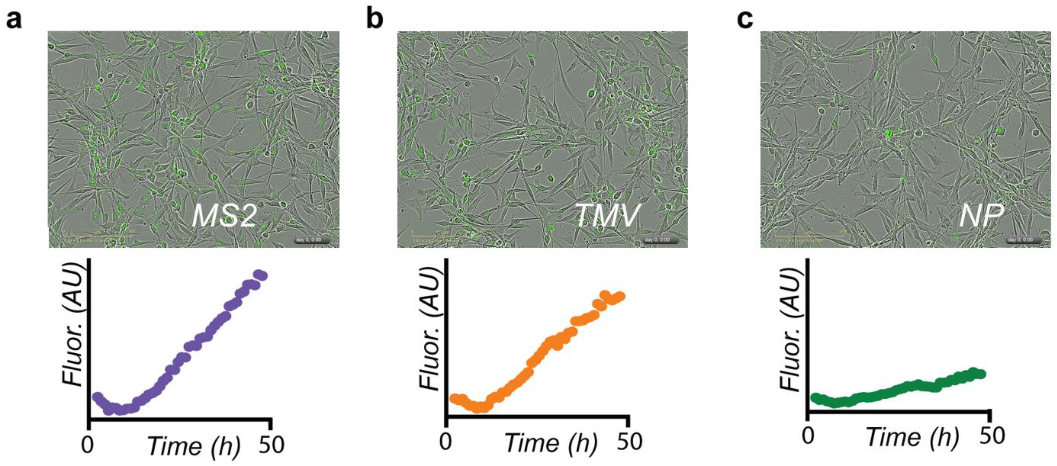 Nanomaterials 08 01007 g004